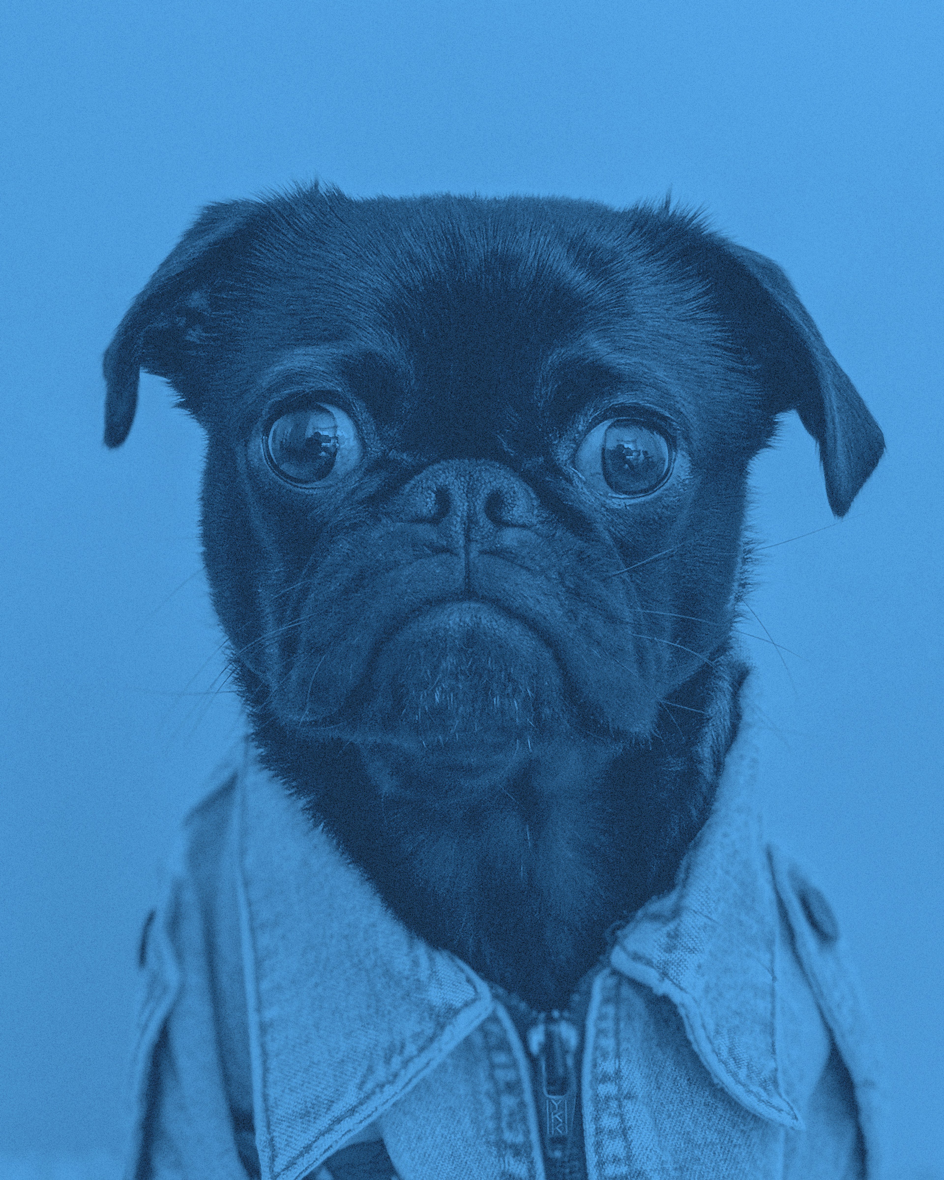 En hund med stora ögon och jacka