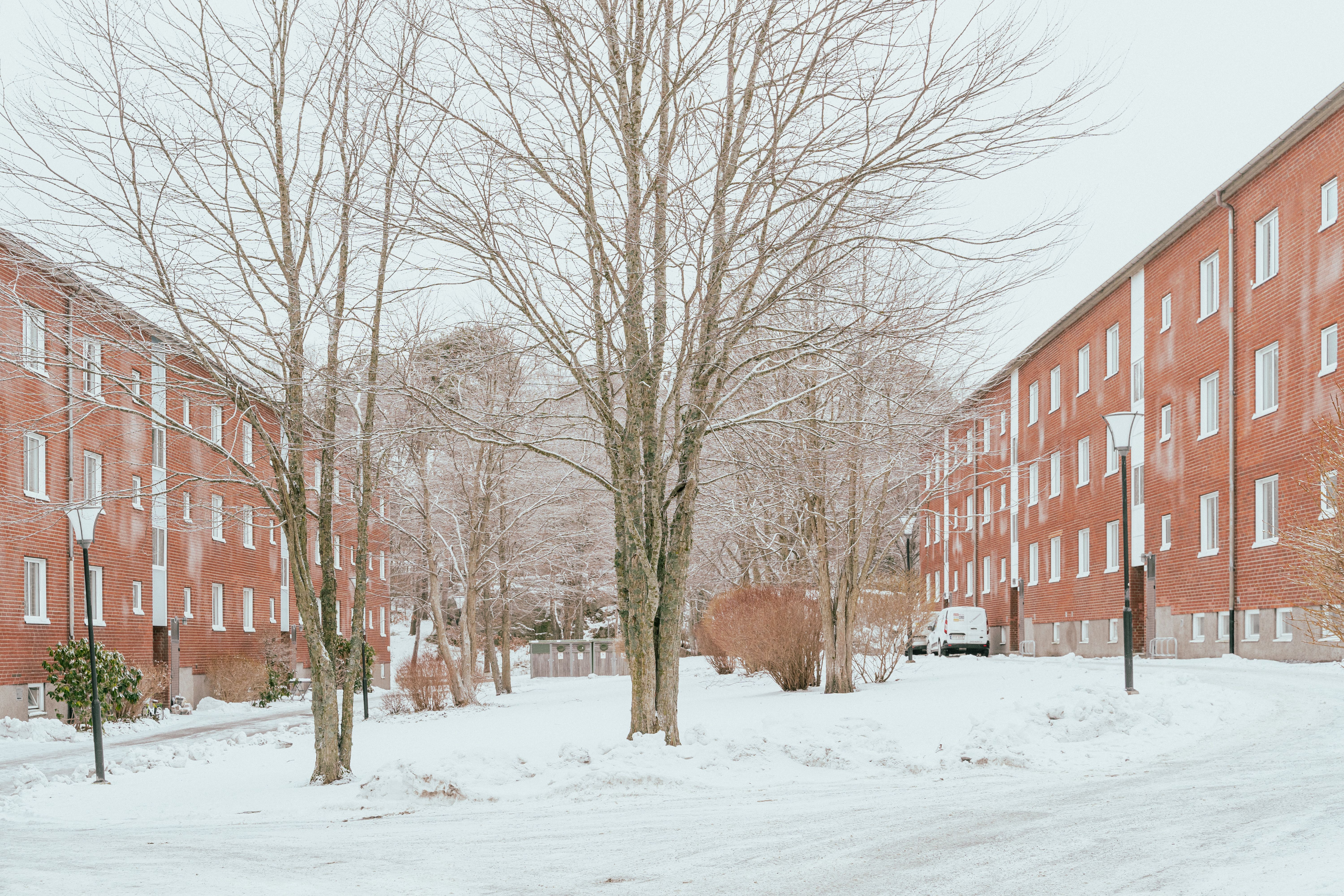 Två nakna träd mellan två huskroppar