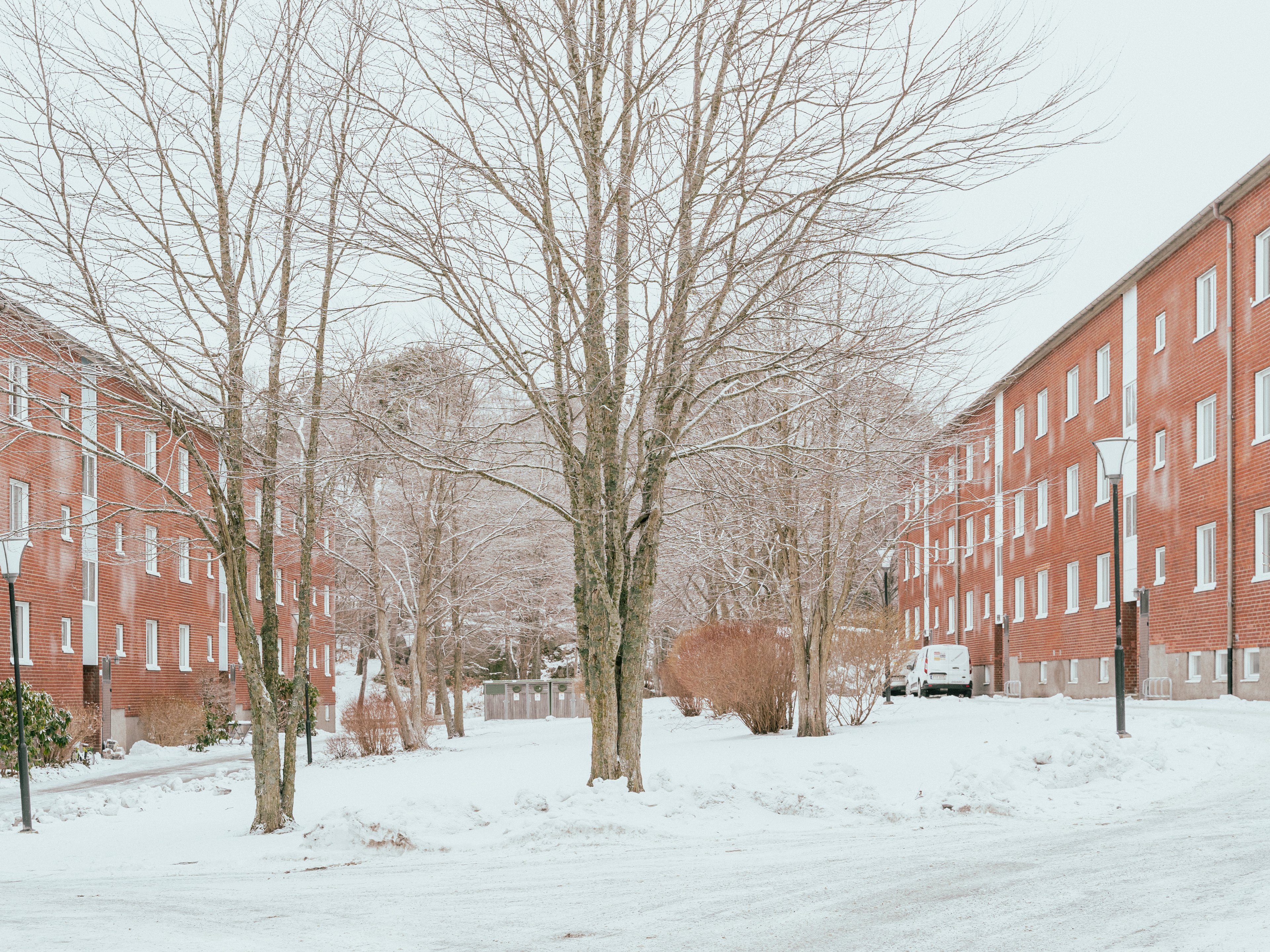 Två nakna träd mellan två huskroppar