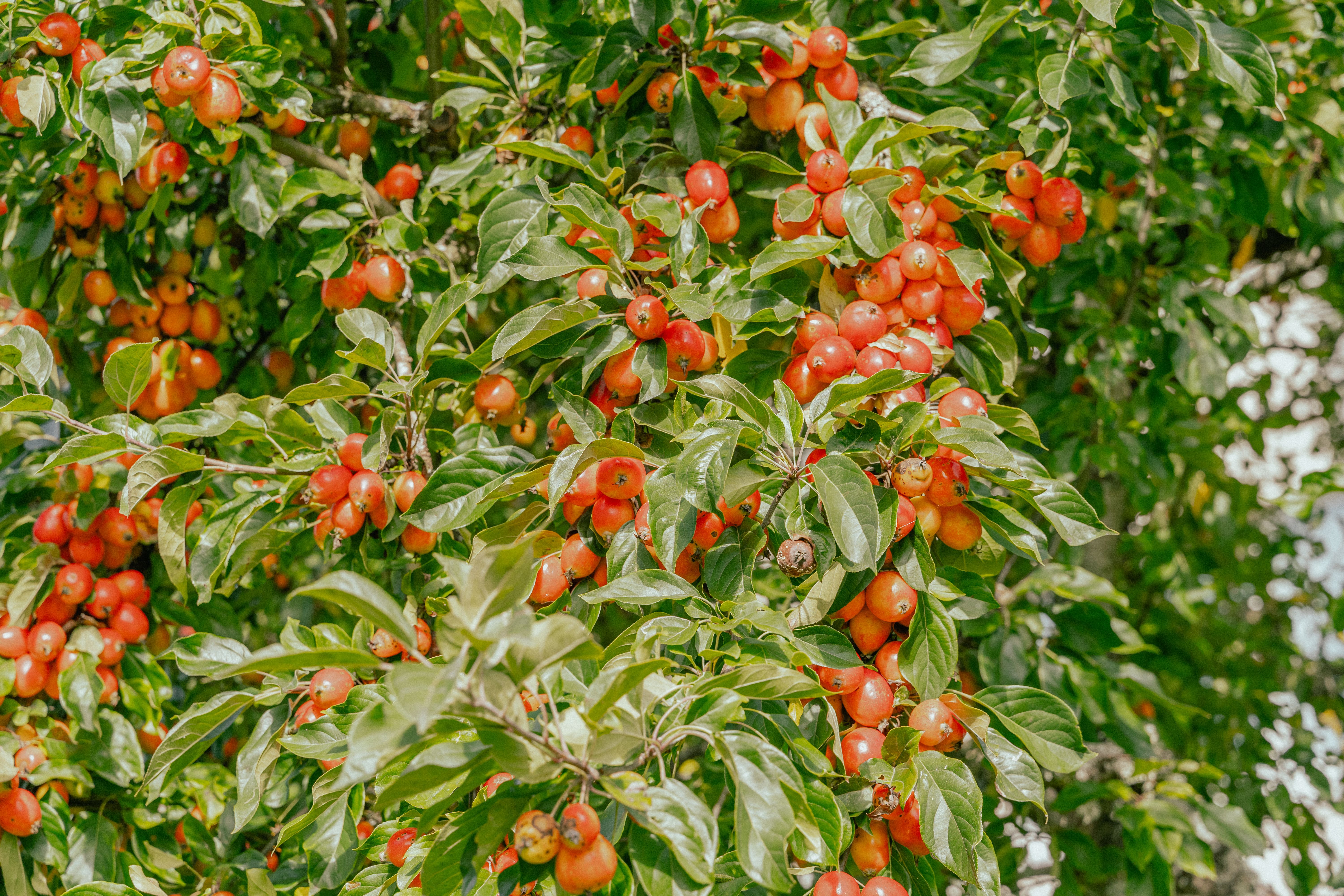 Närbild på ett äppelträd och dess frukter