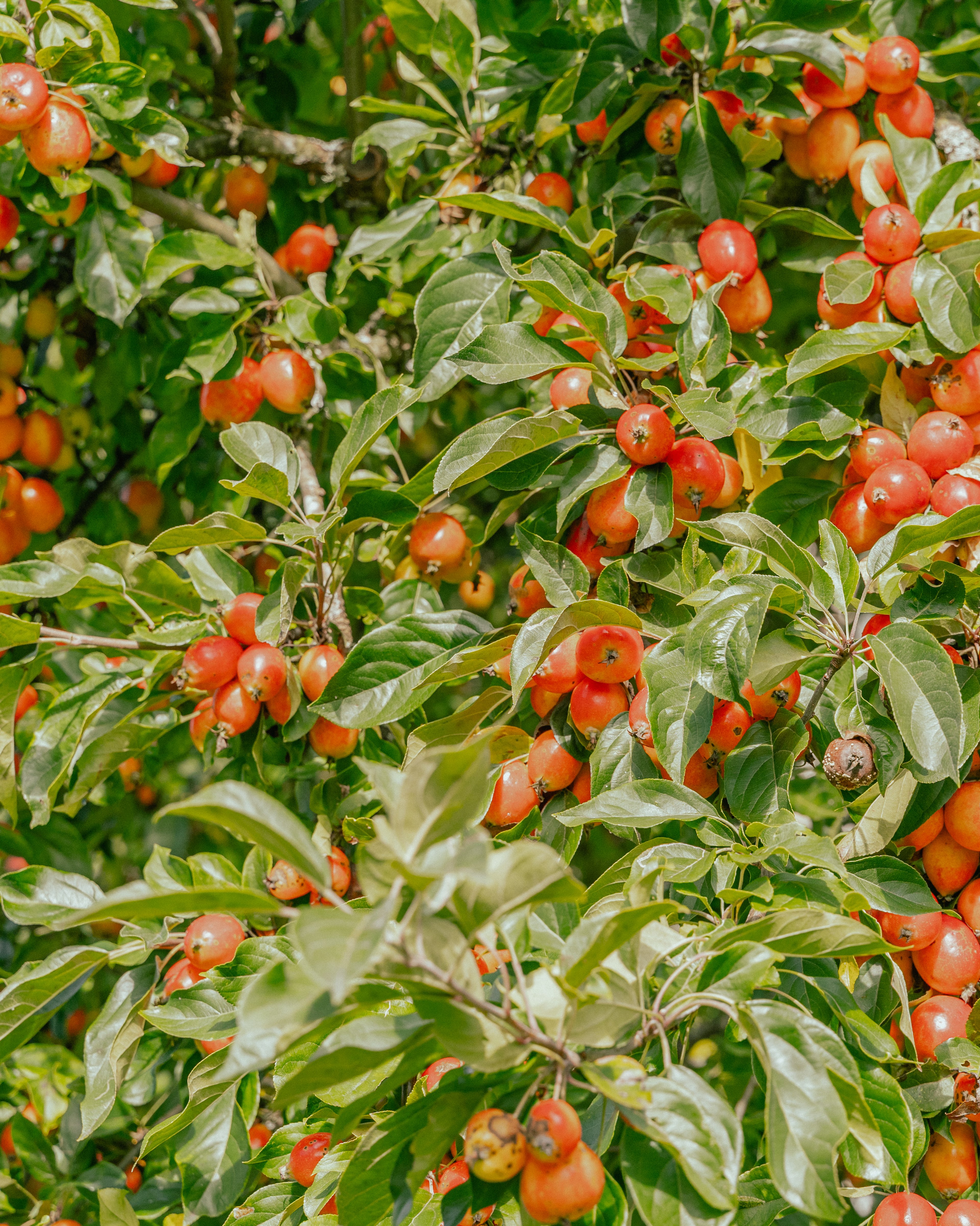 Närbild på ett äppelträd och dess frukter