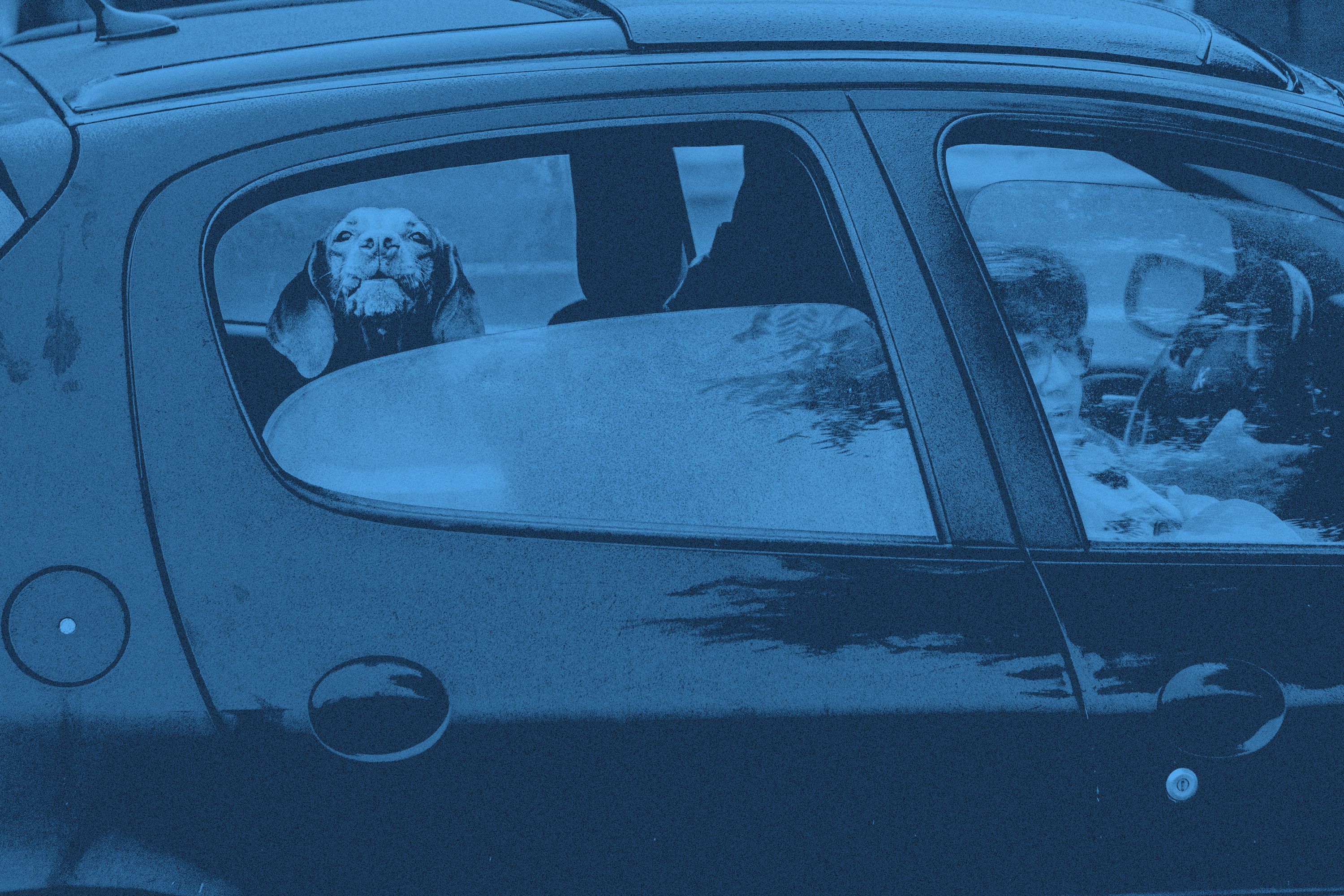 En hund sitter i en bil bakom ett neddraget fönster