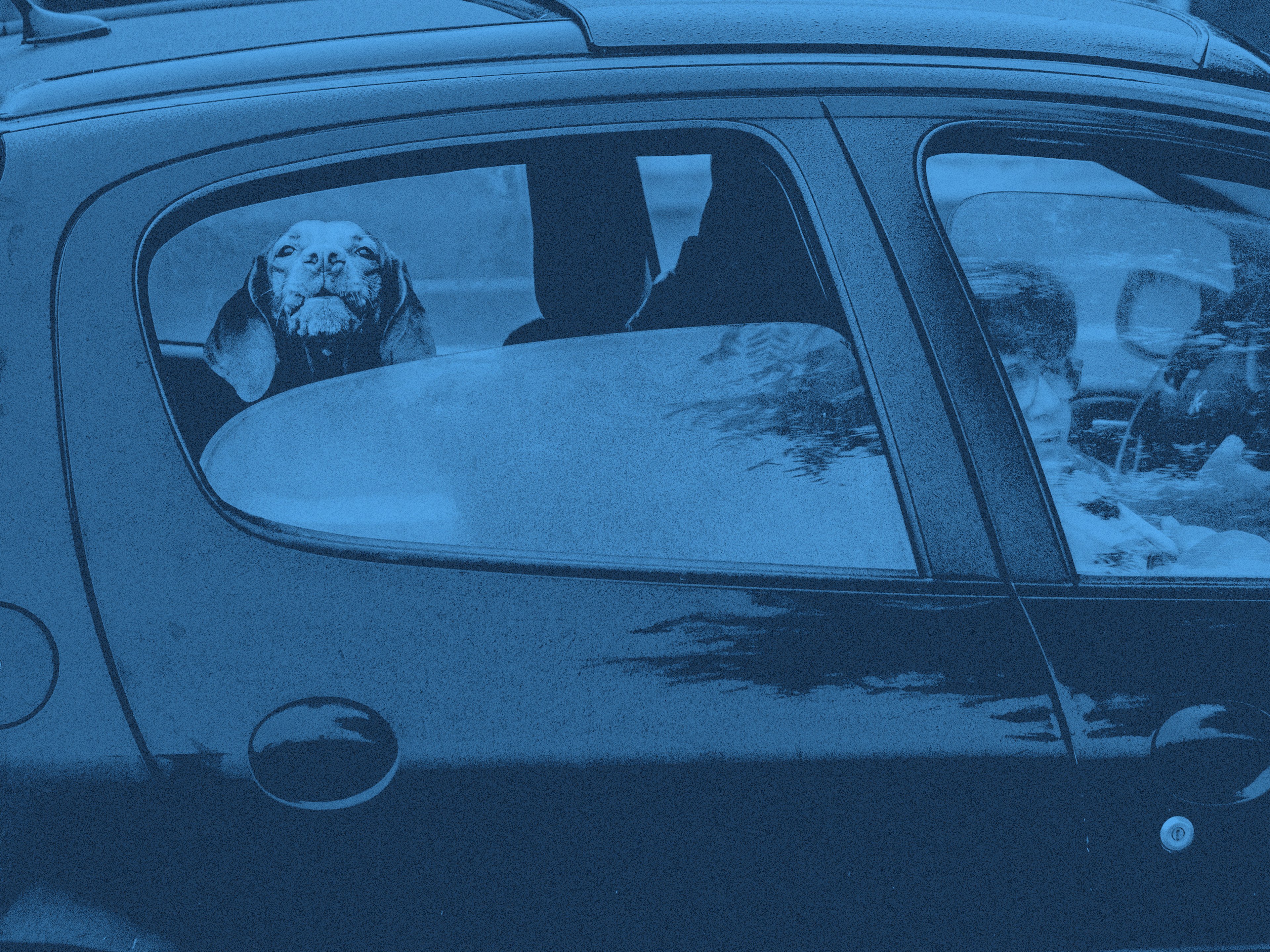 En hund sitter i en bil bakom ett neddraget fönster