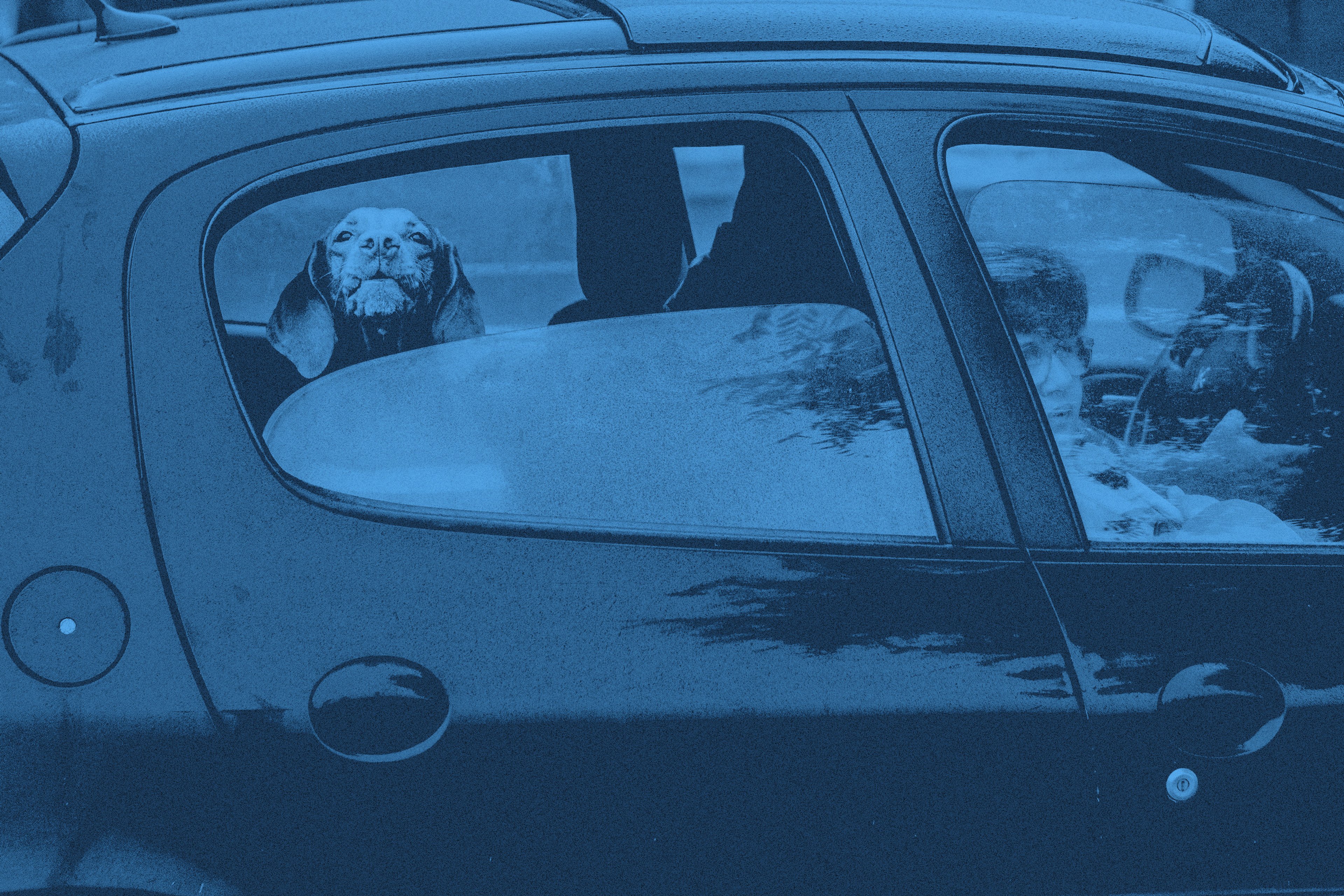 En hund sitter i en bil bakom ett neddraget fönster