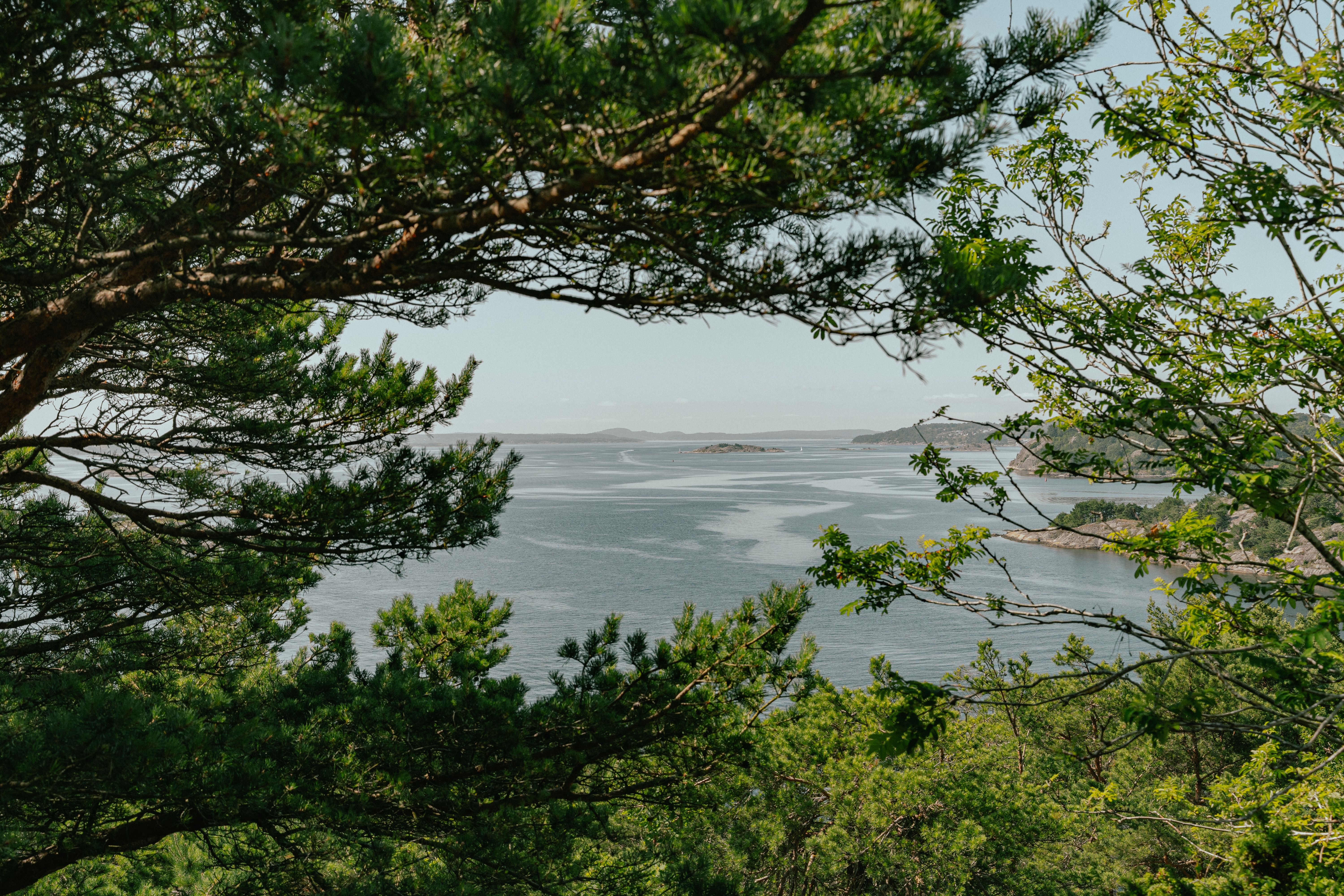 Hakefjorden som skymtar mellan tallkvistar