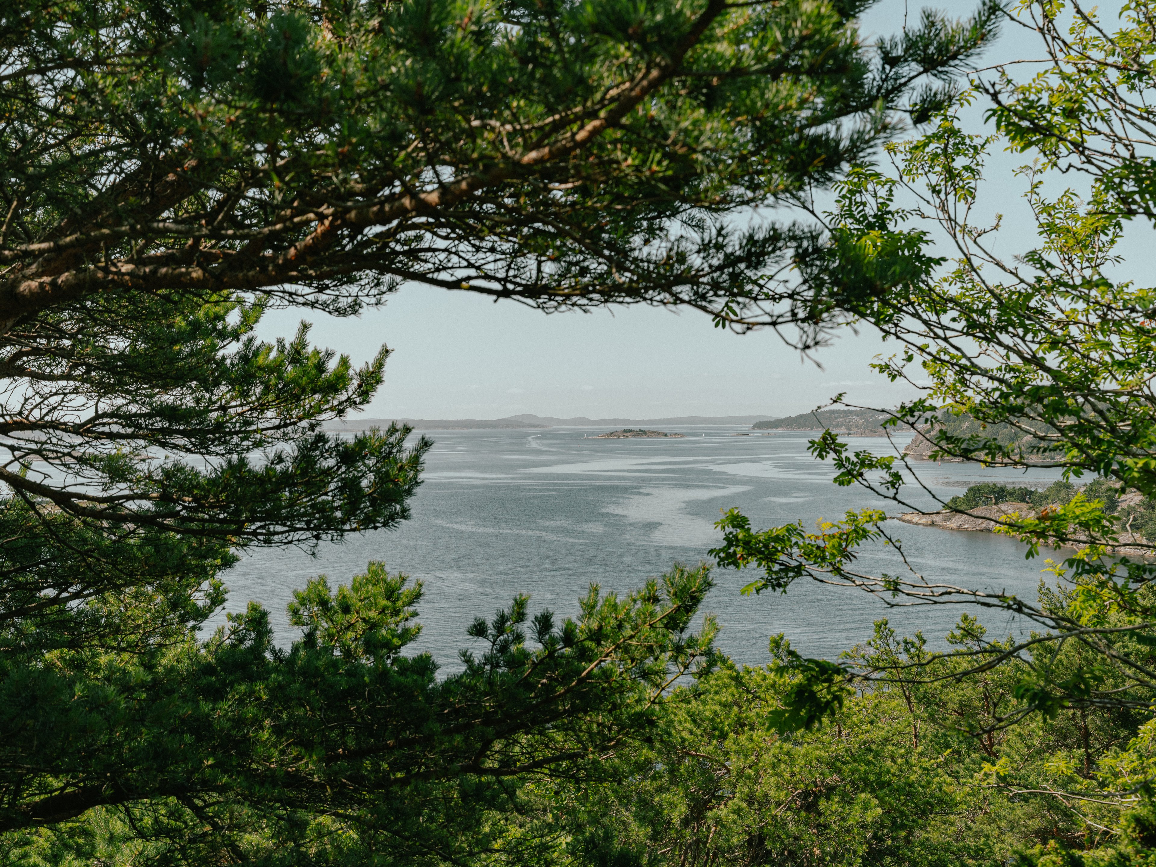 Hakefjorden som skymtar mellan tallkvistar