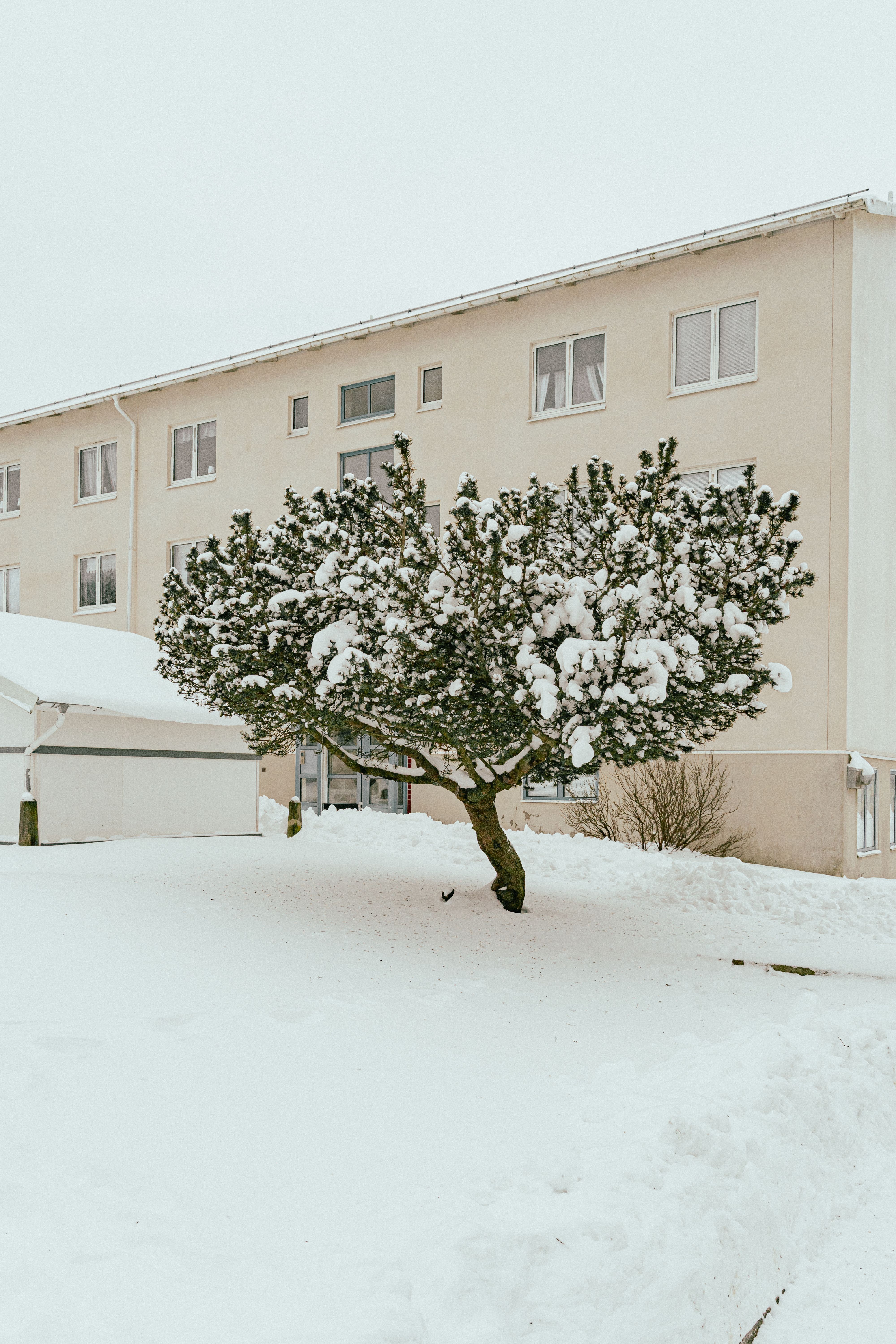 Ett träd framför en huskropp med snötäckt gård