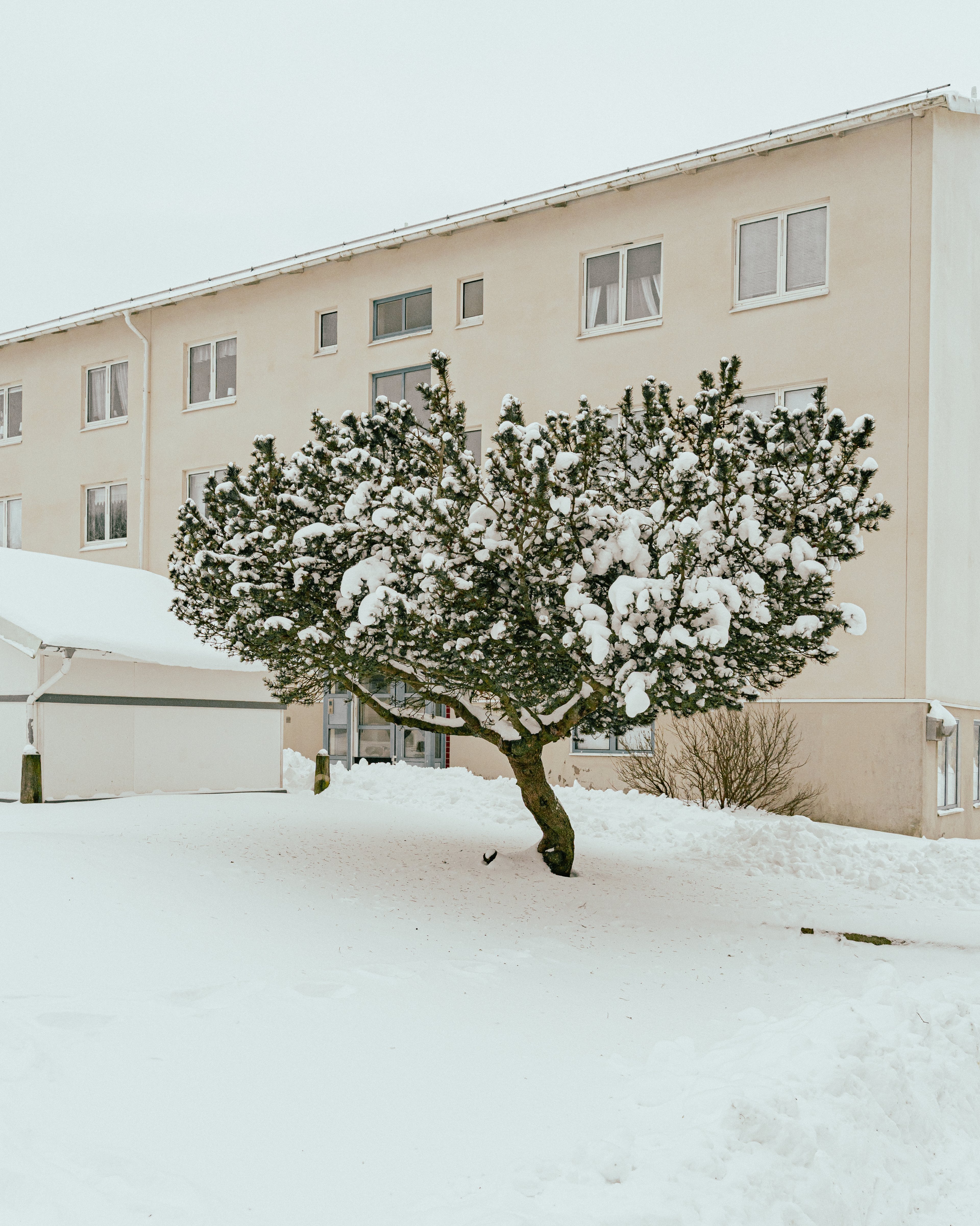 Ett träd framför en huskropp med snötäckt gård
