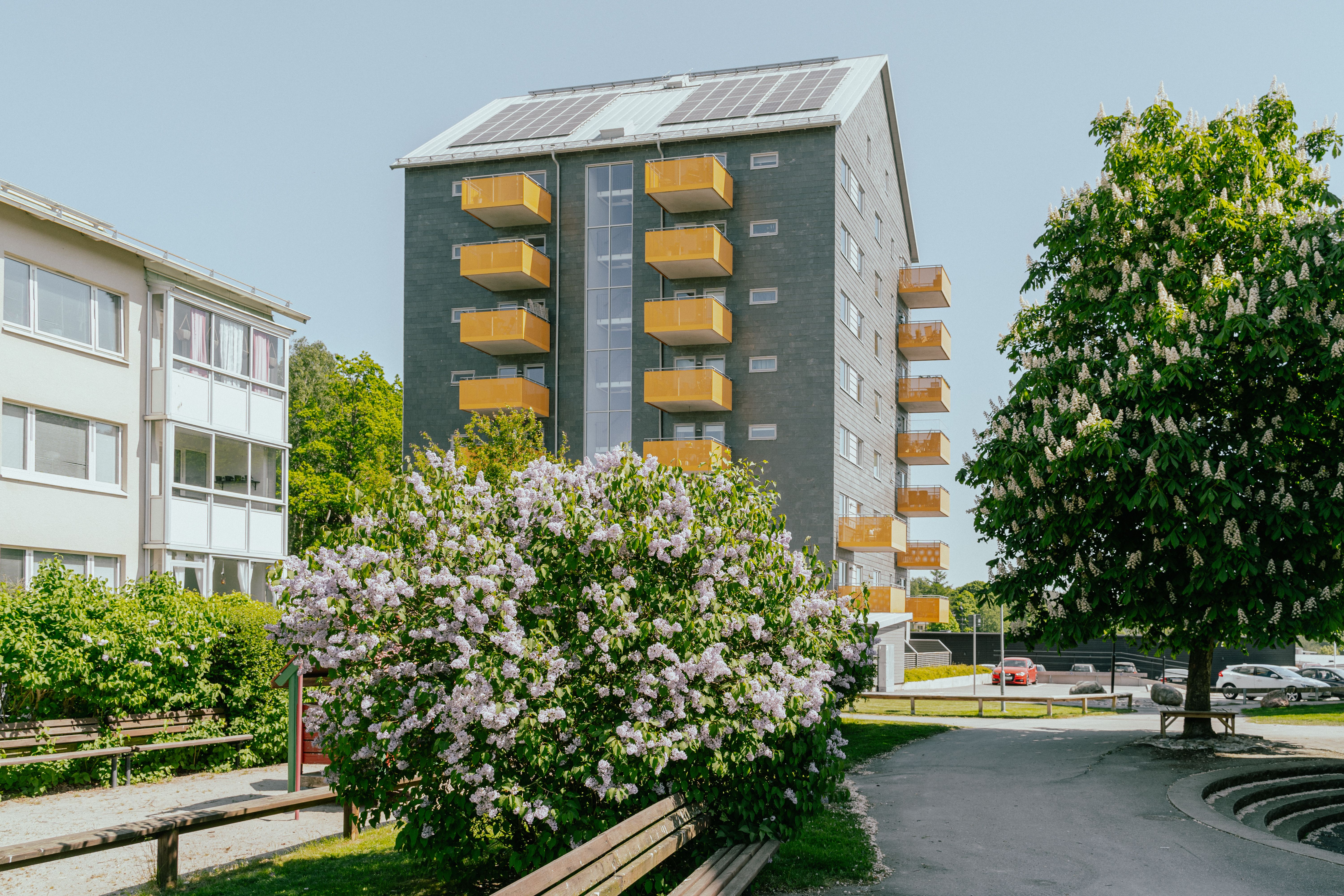 Ett åttavåningshus som bitvis skyms av en blommande buske