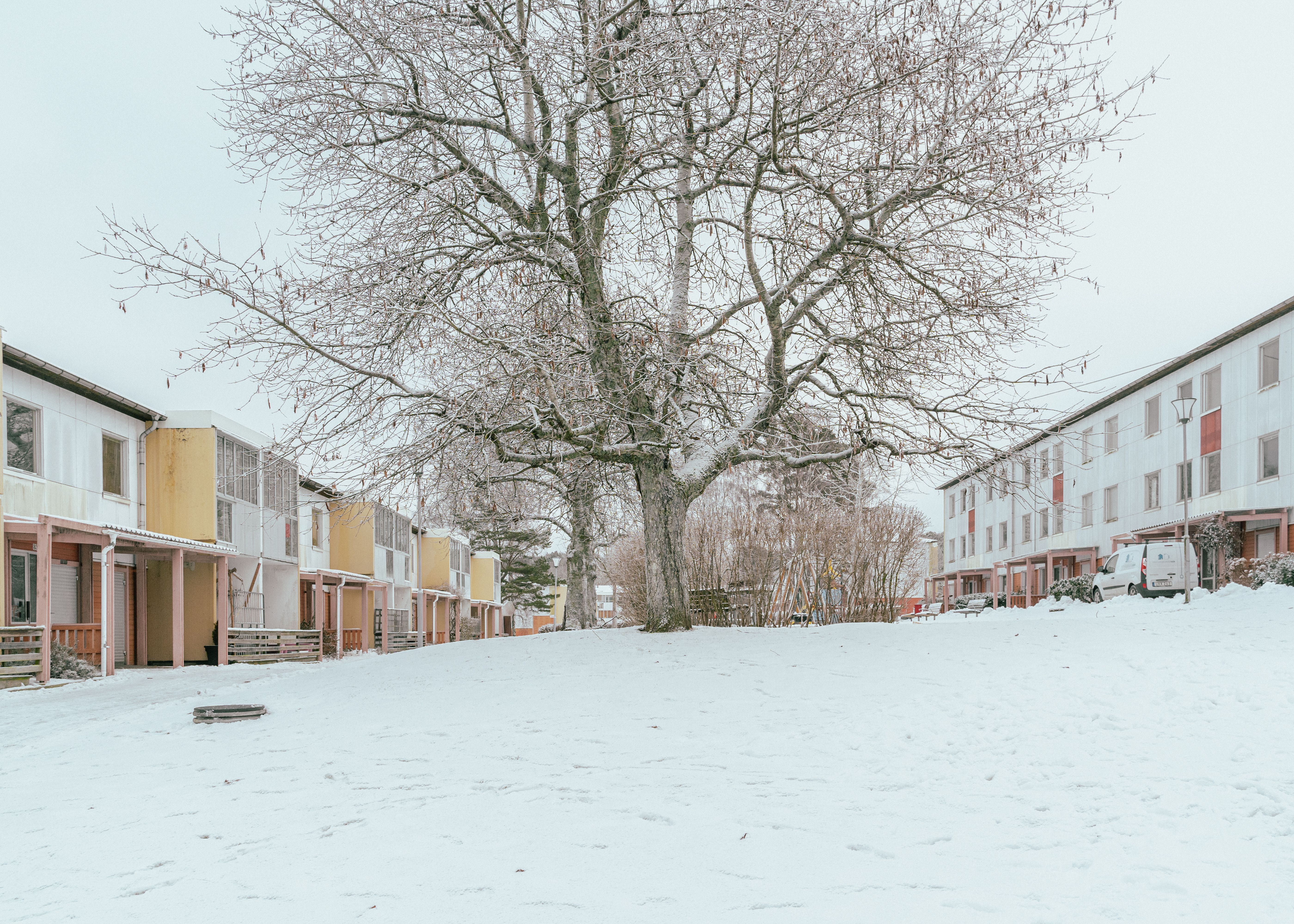 Ett stort vackert träd mellan två huslängor