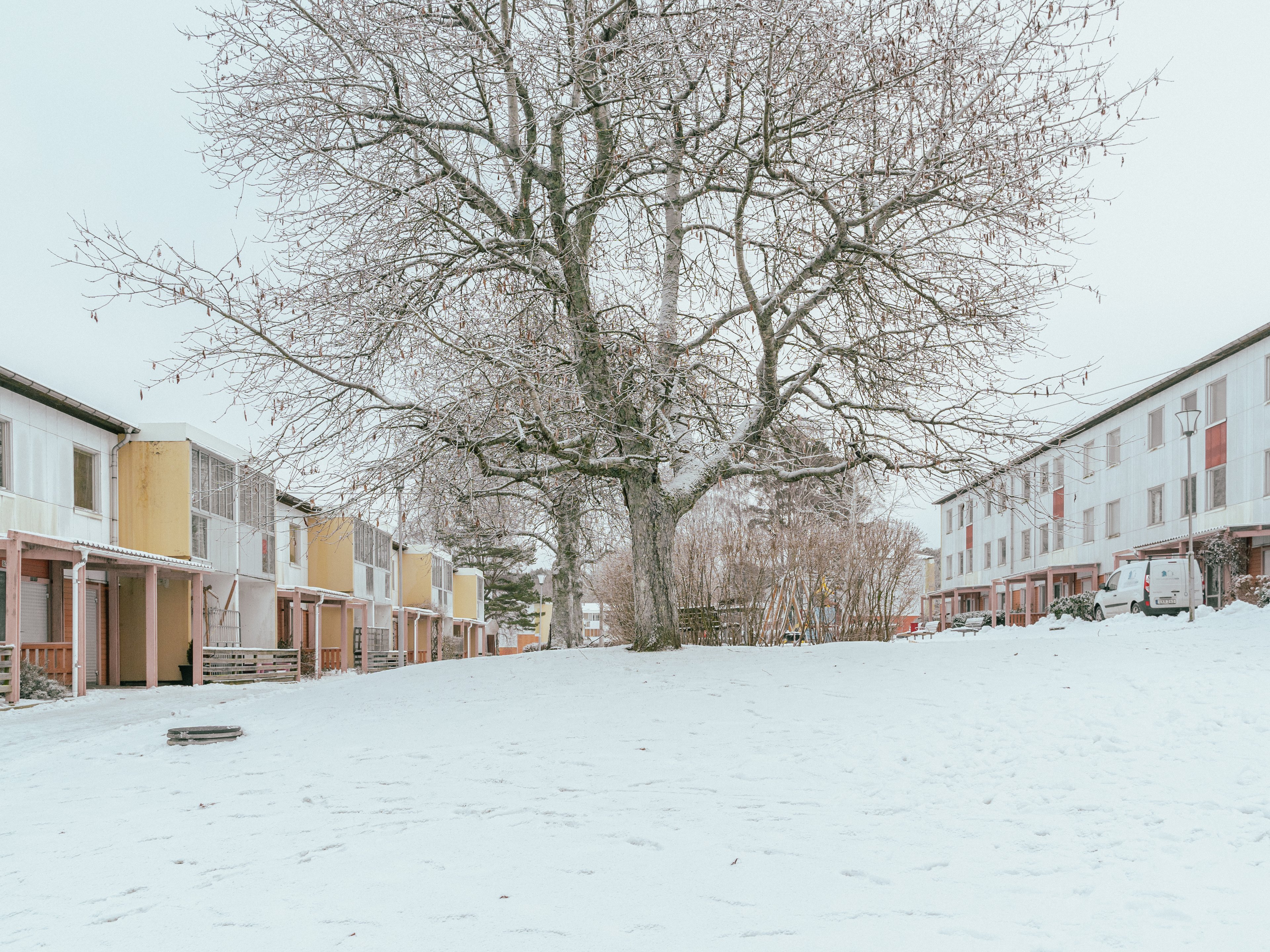 Ett stort vackert träd mellan två huslängor