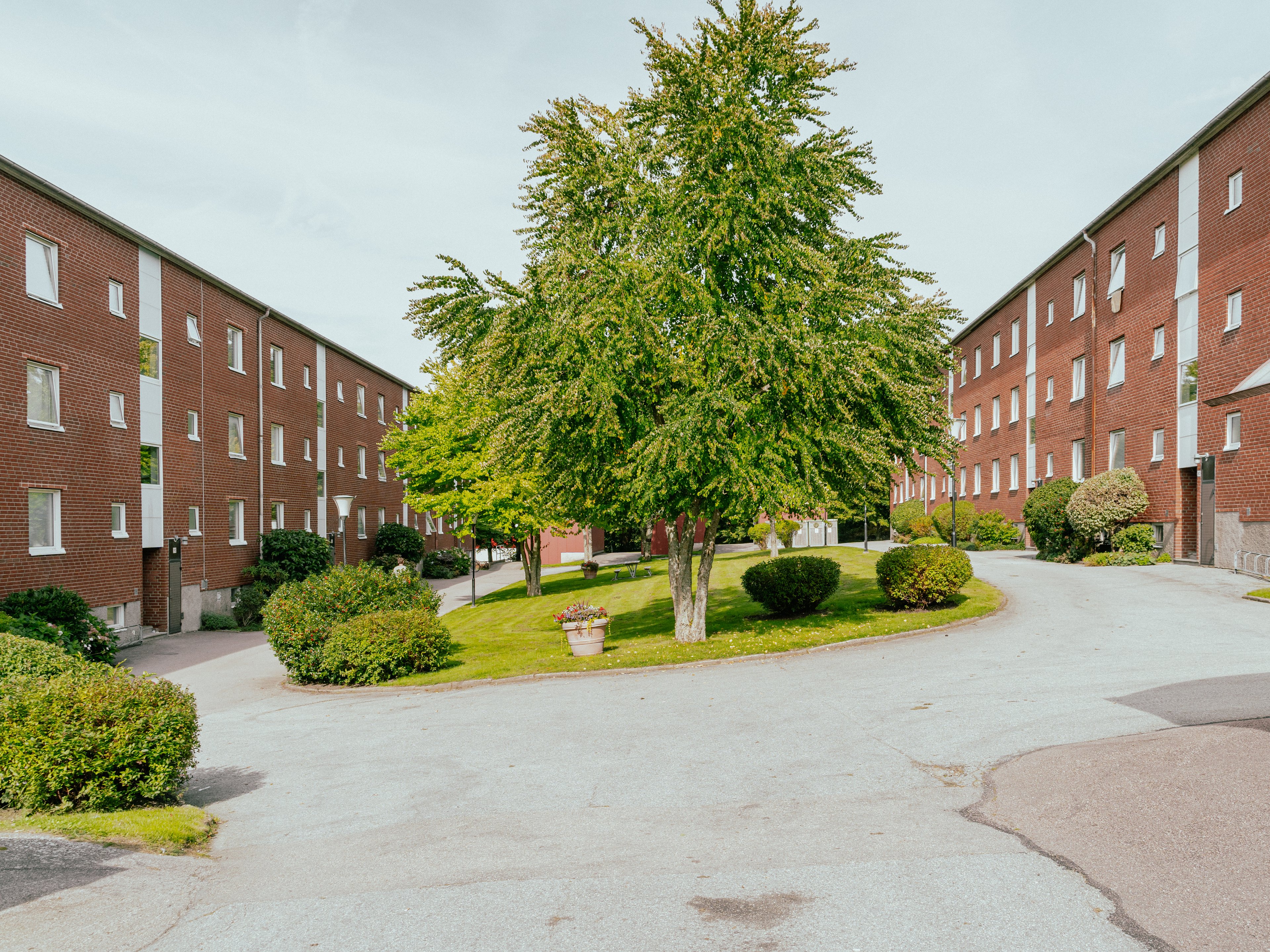 Ett stort vackert träd på gården mellan två trevåningshus