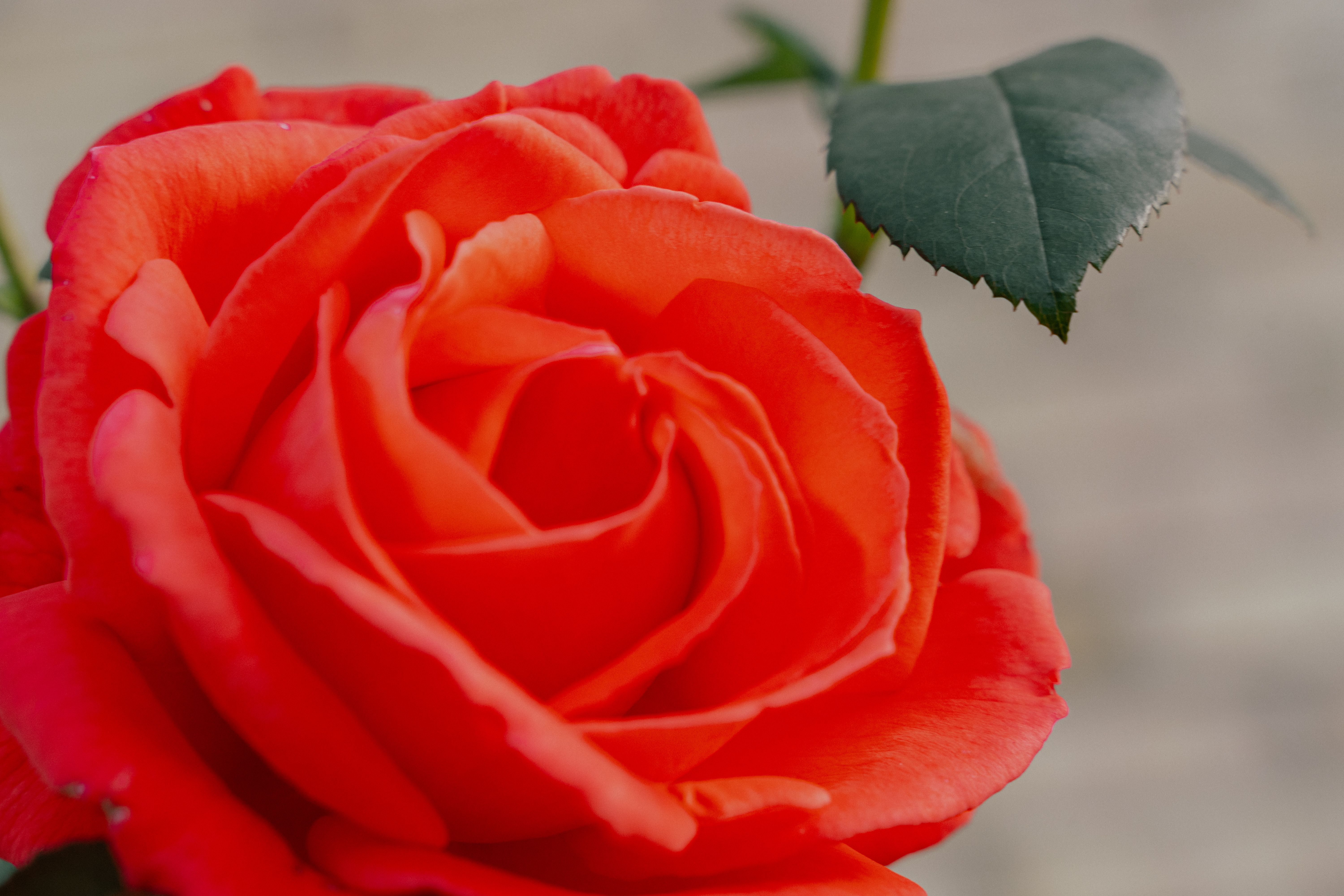 En närbild på en röd ros