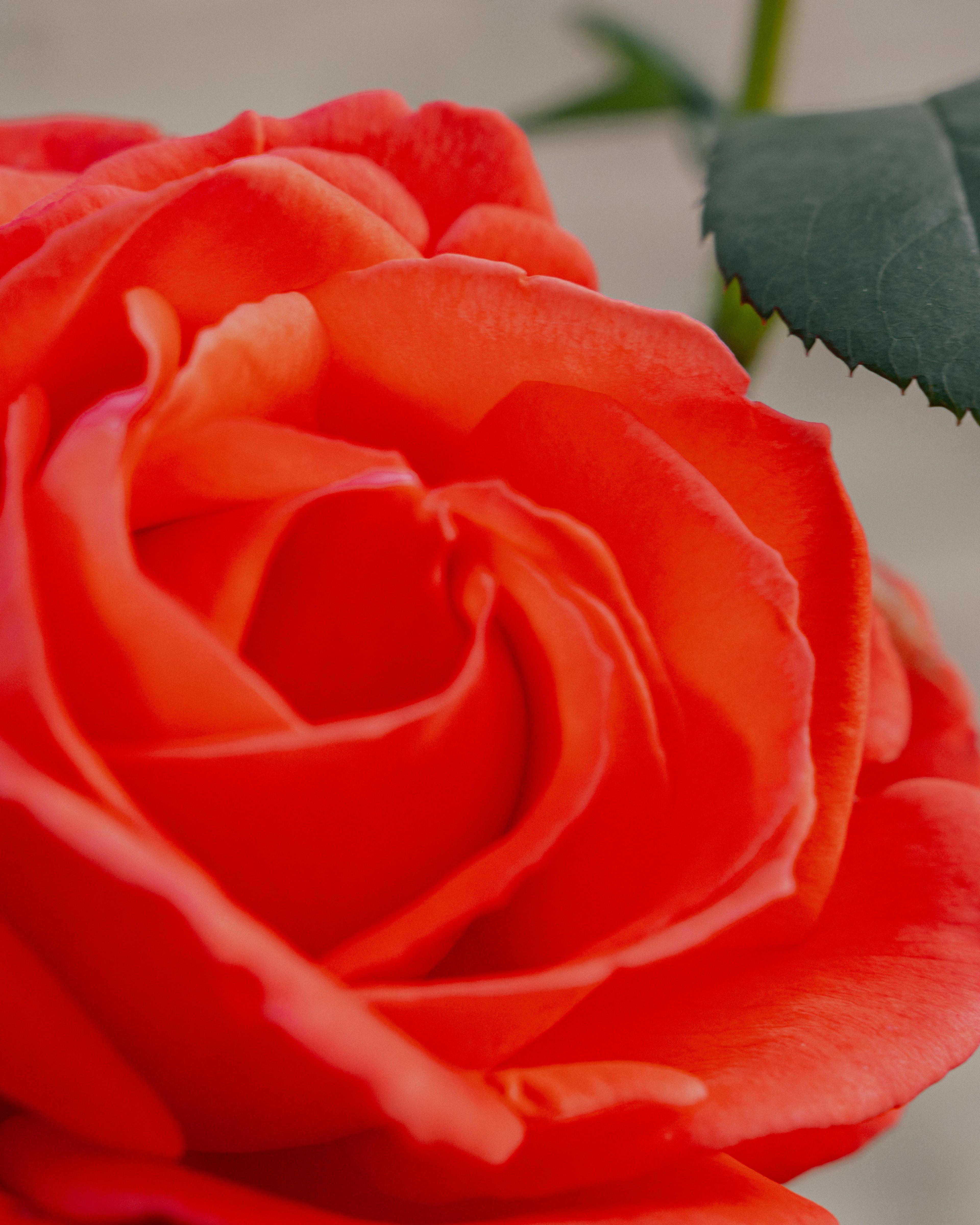 En närbild på en röd ros