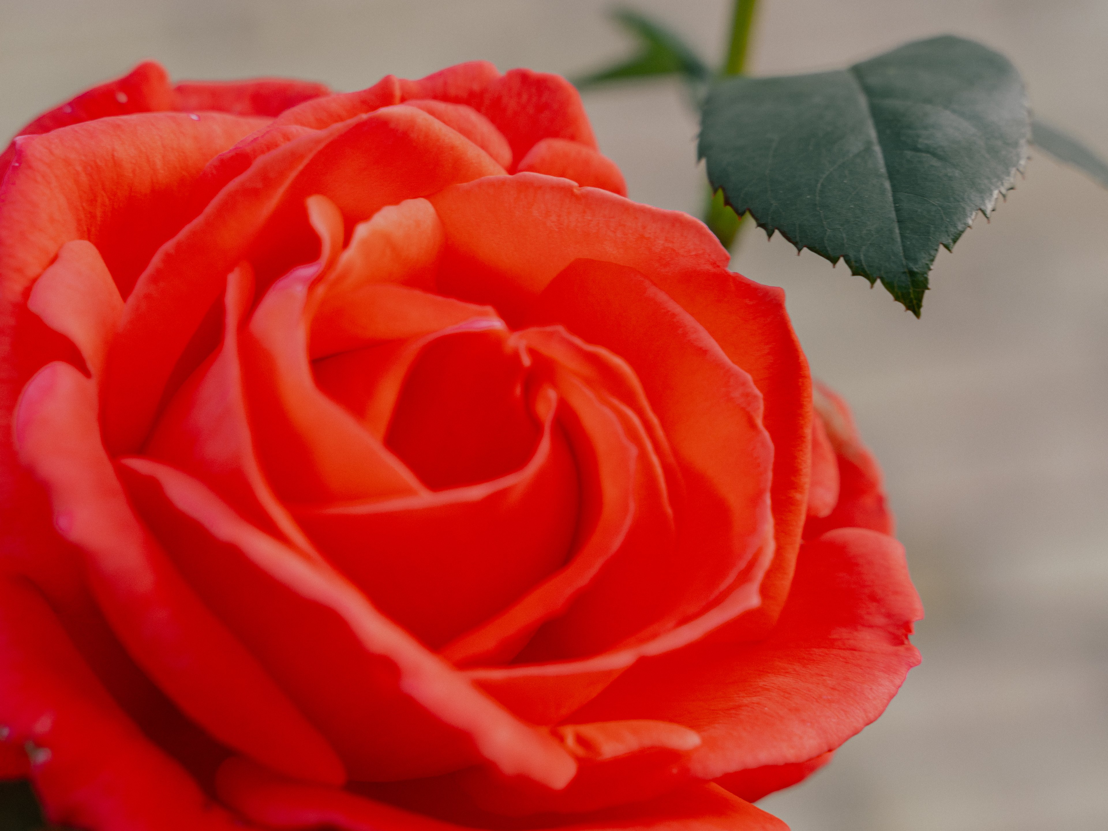 En närbild på en röd ros