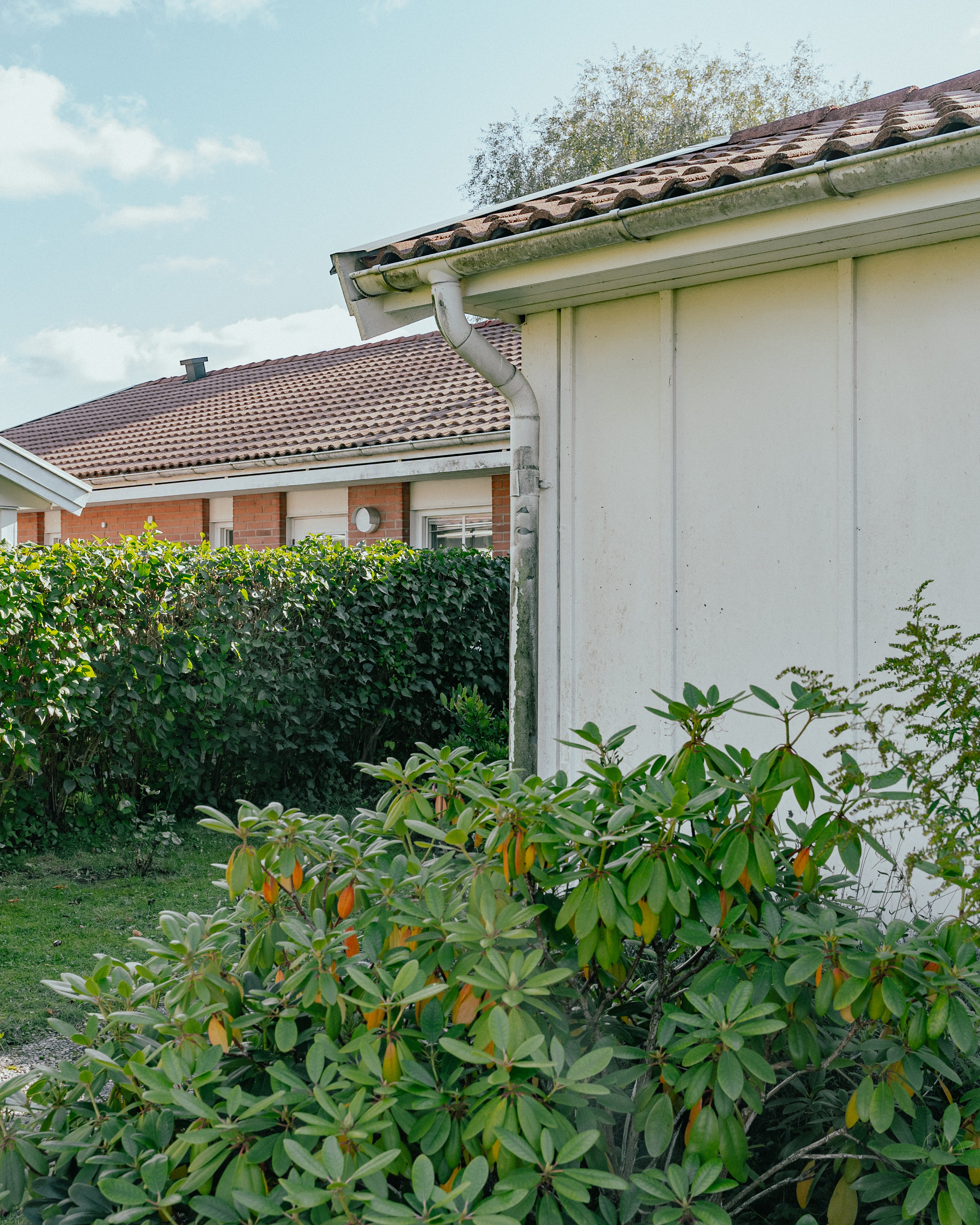Baksidan av ett hus samt trädgård med gröna växter