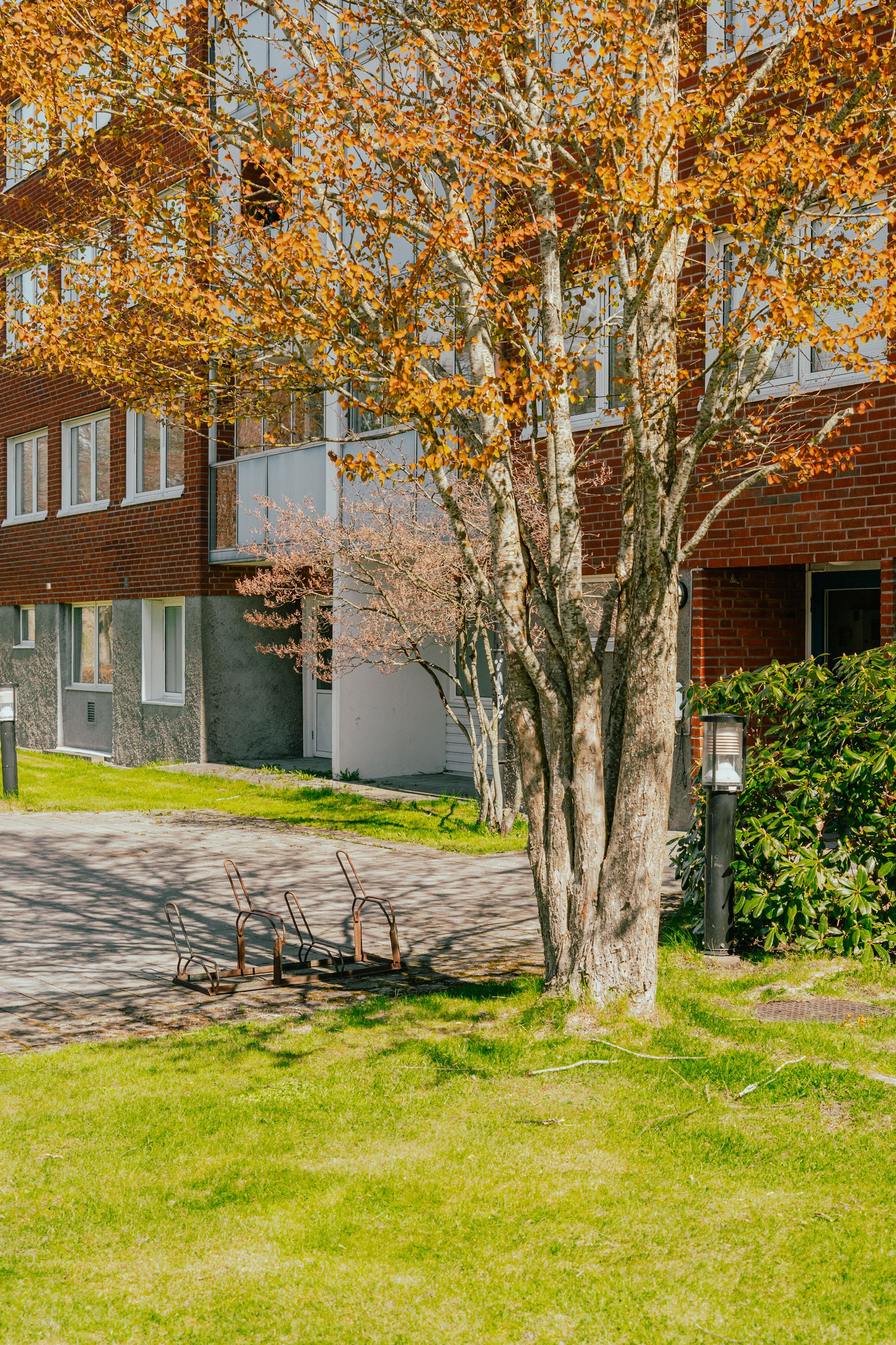 Ett träd framför husfasad i Hasselbacken, Alfredsberg