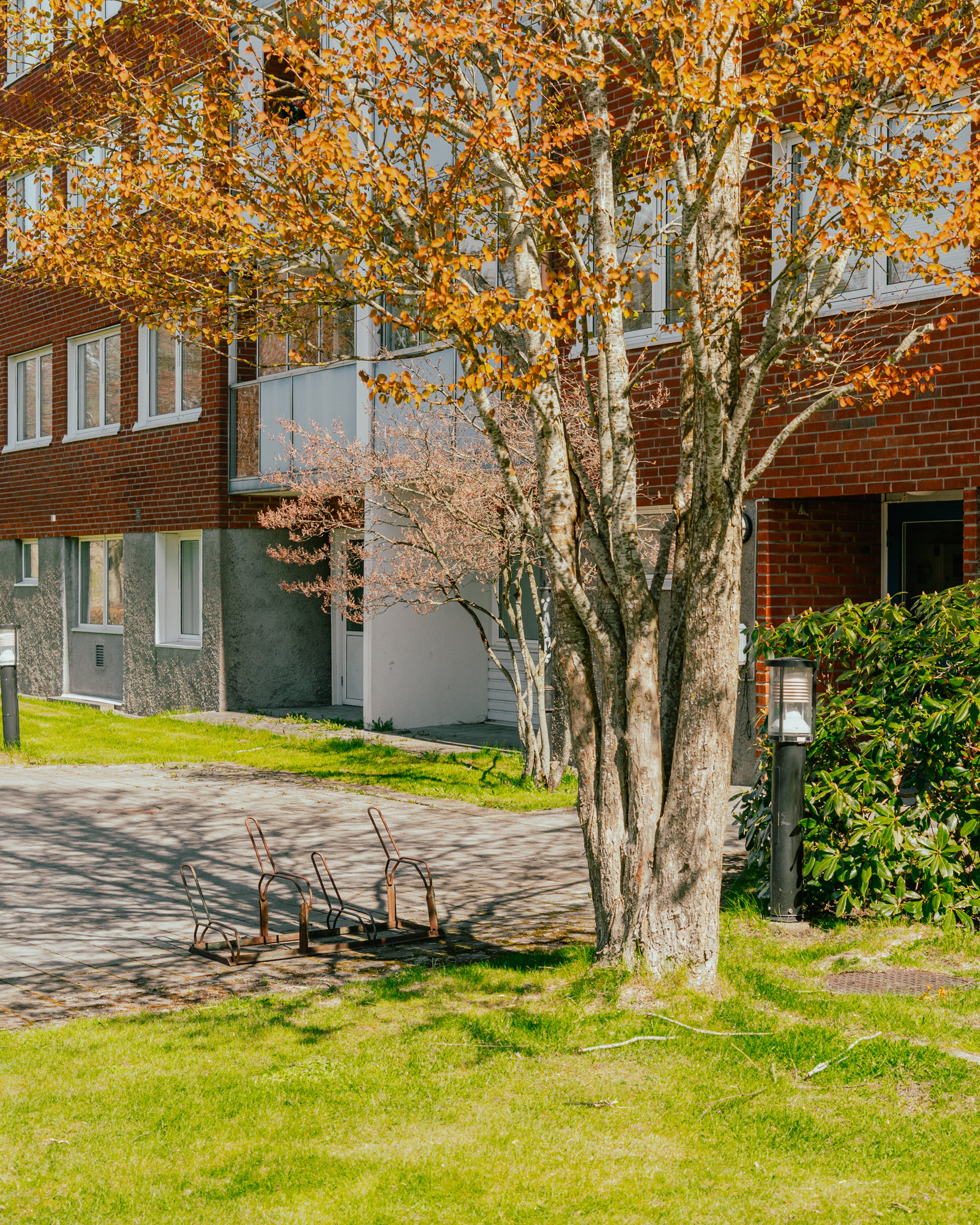 Ett träd framför husfasad i Hasselbacken, Alfredsberg