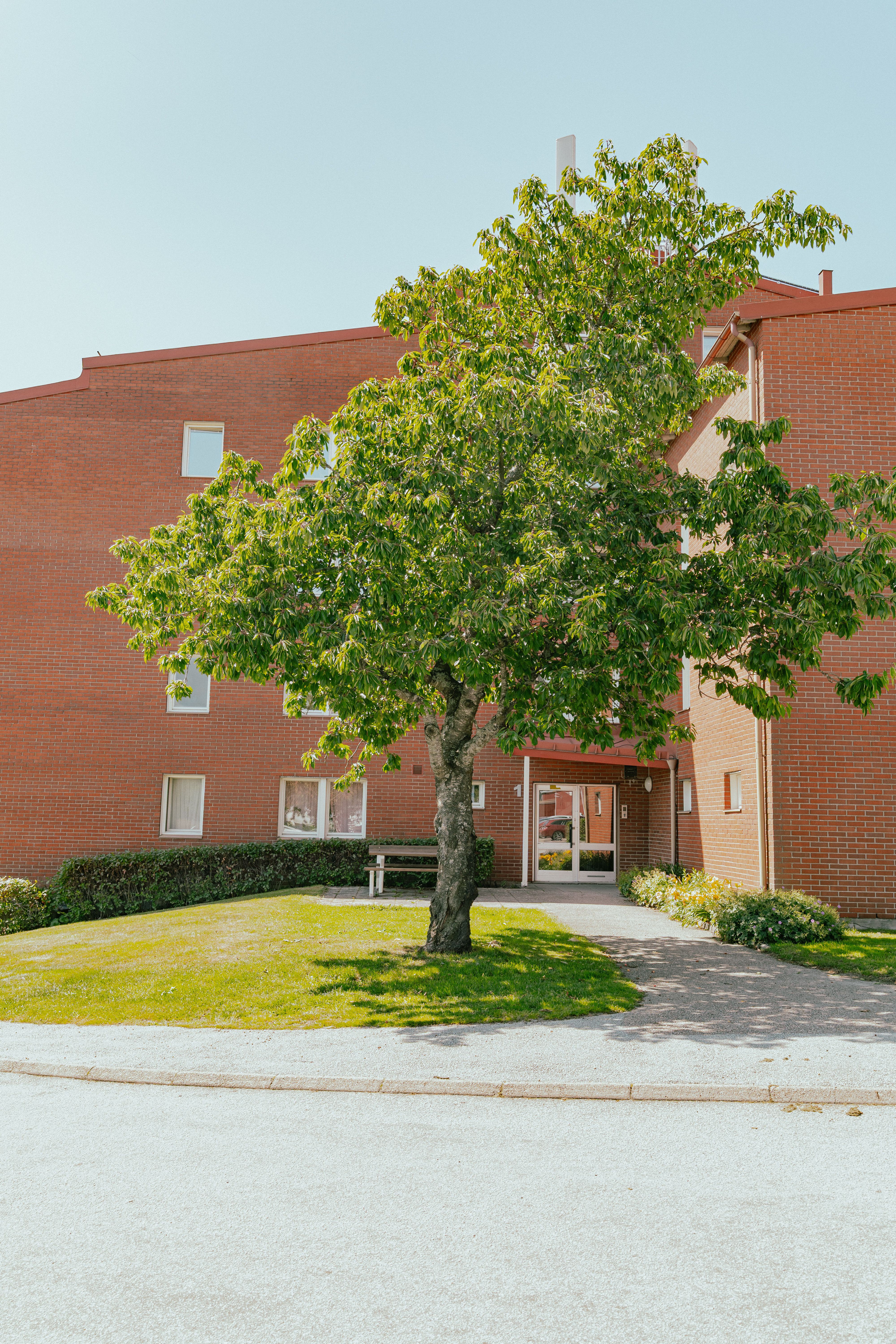 Ett träd med stor grön krona som står framför ett fyravåningshus