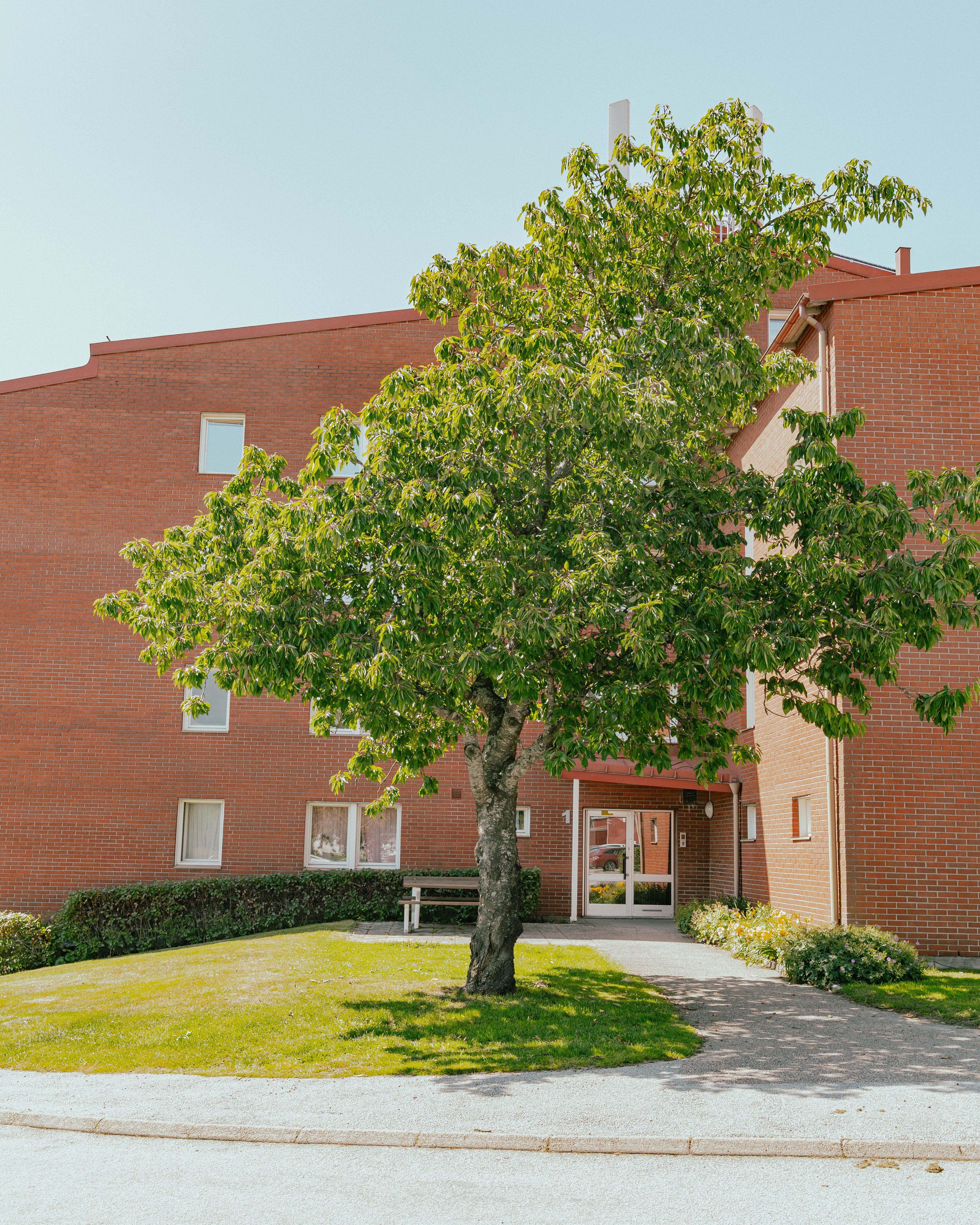 Ett träd med stor grön krona som står framför ett fyravåningshus