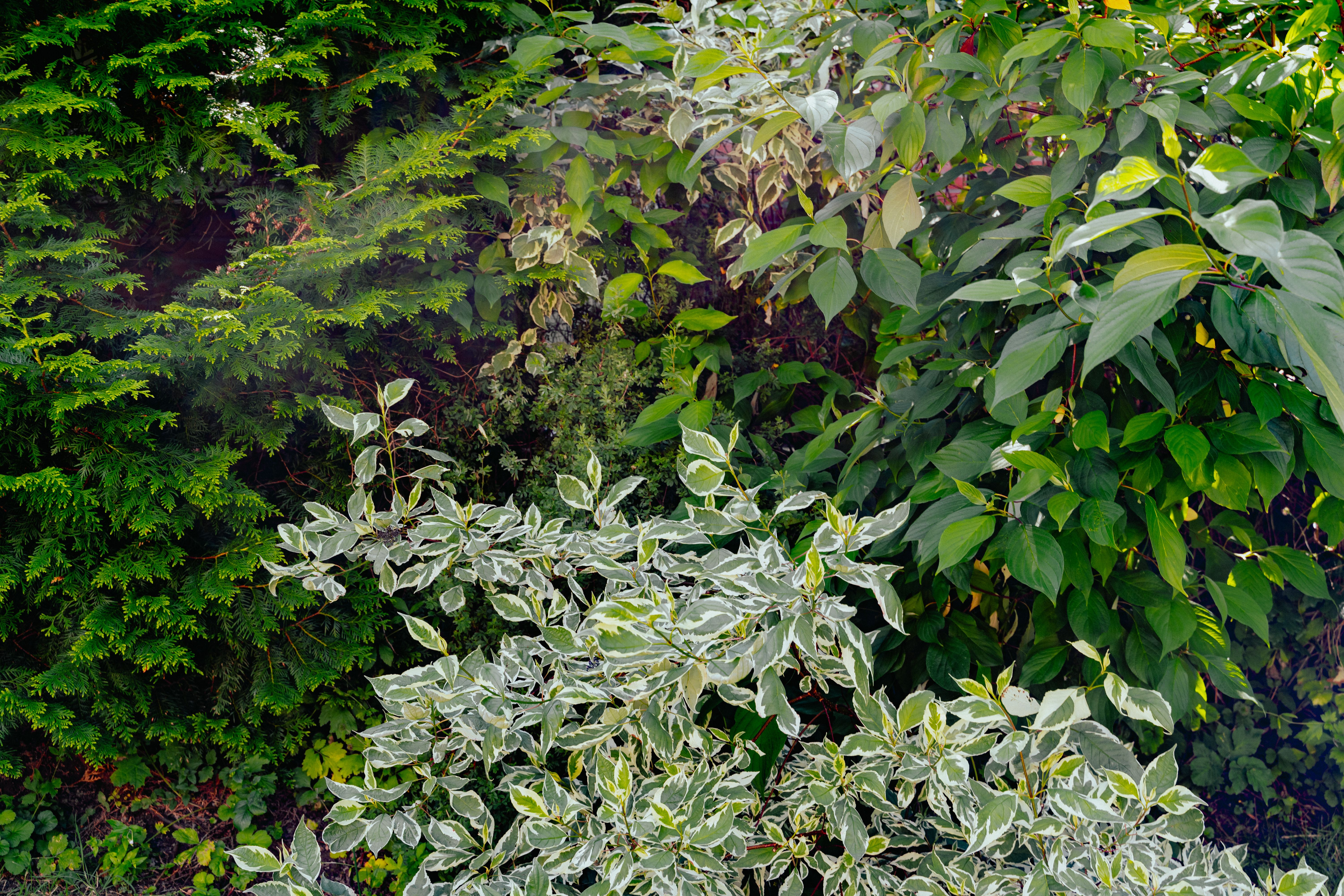 Närbild på flera olika buskar bredvid varandra i olika gröna nyanser