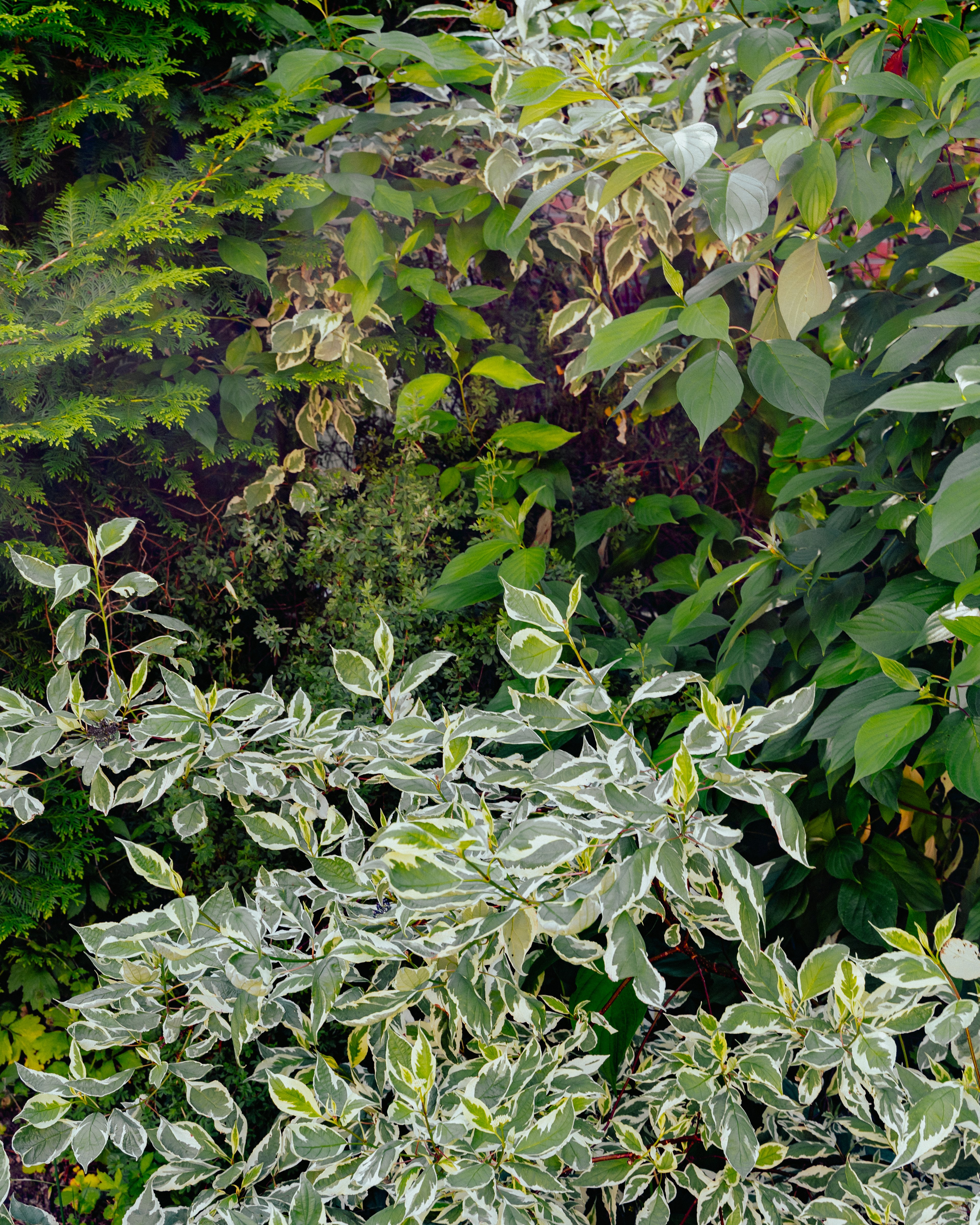 Närbild på flera olika buskar bredvid varandra i olika gröna nyanser