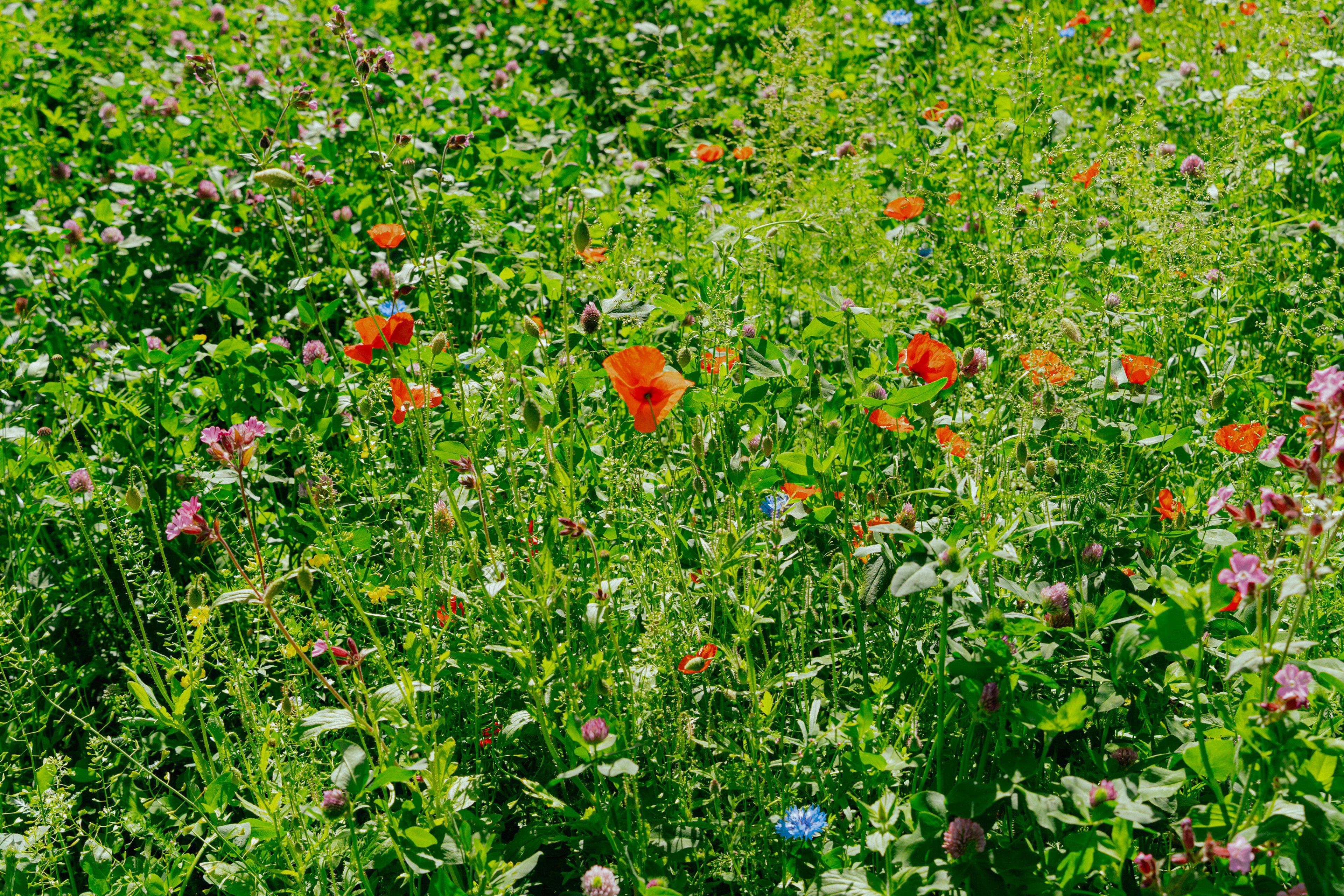Ängsblommor