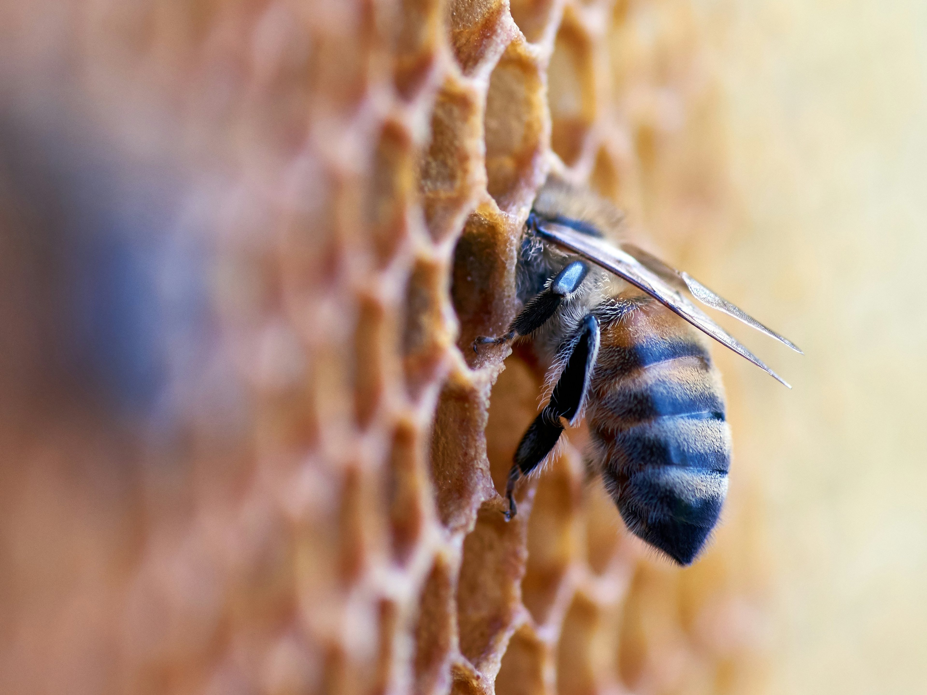 Ett bi som kryper in i en vaxcell