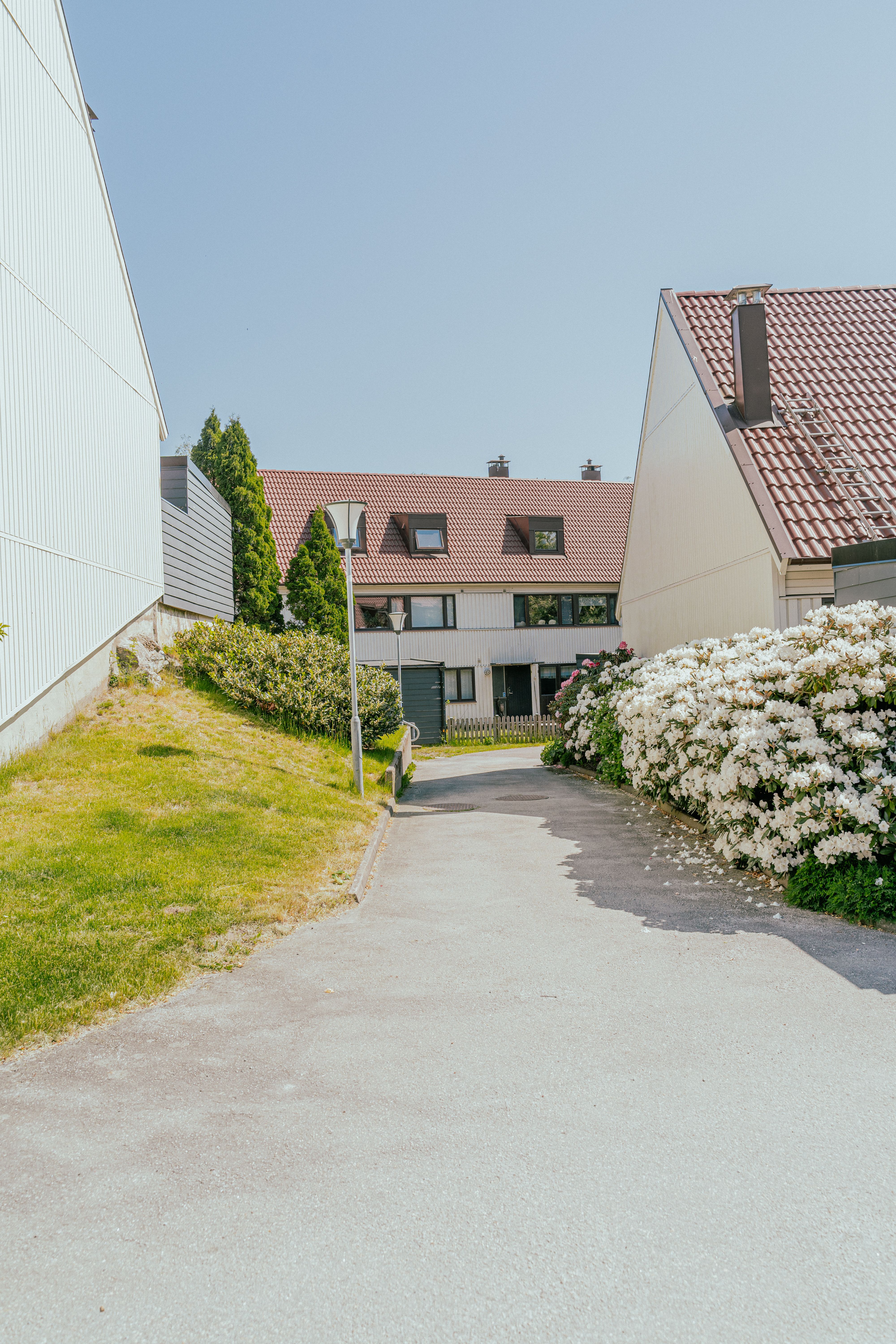 En blommande buske och en väg genom ett radhusområde