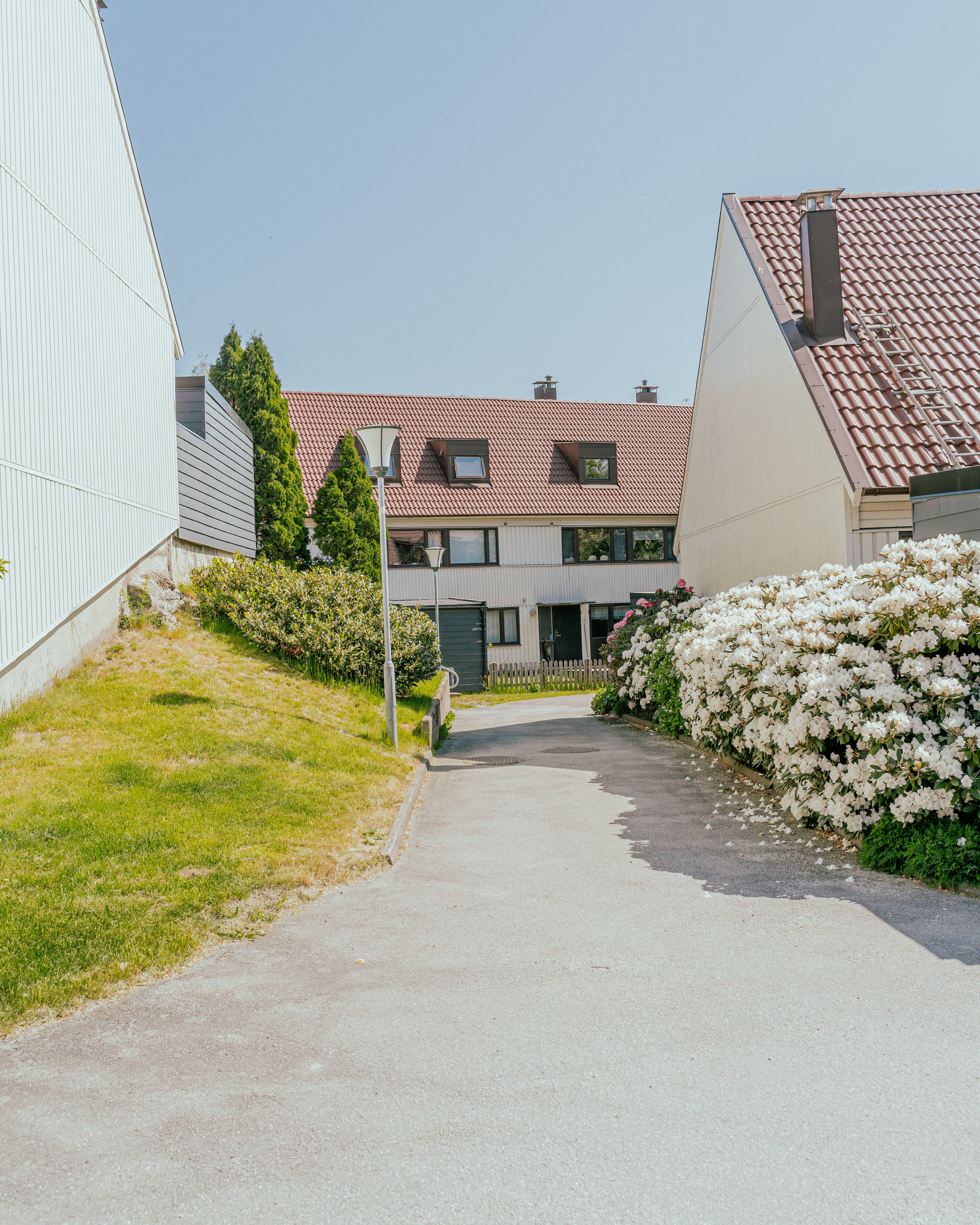 En blommande buske och en väg genom ett radhusområde