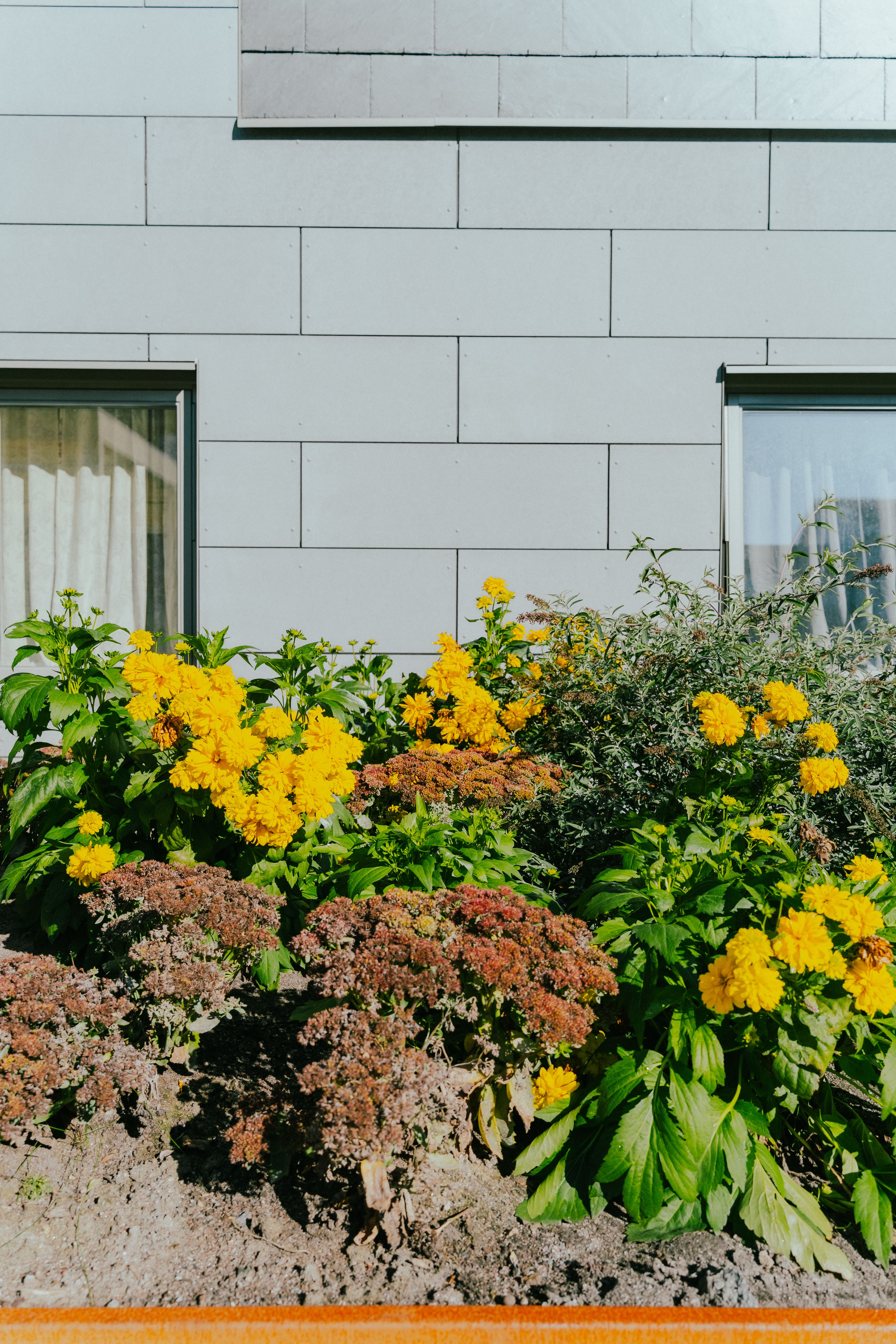 En rabatt med blommor