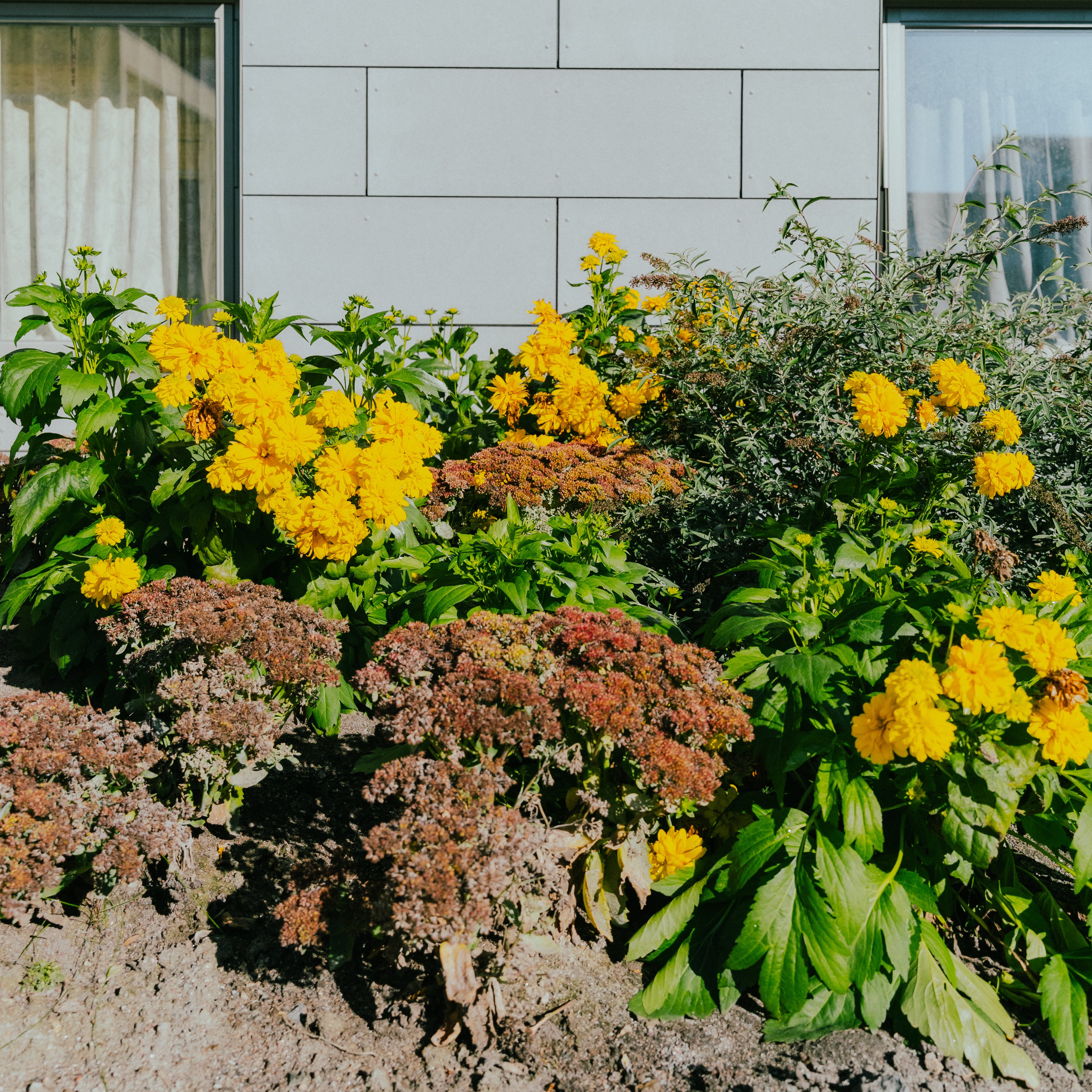 En rabatt med blommor