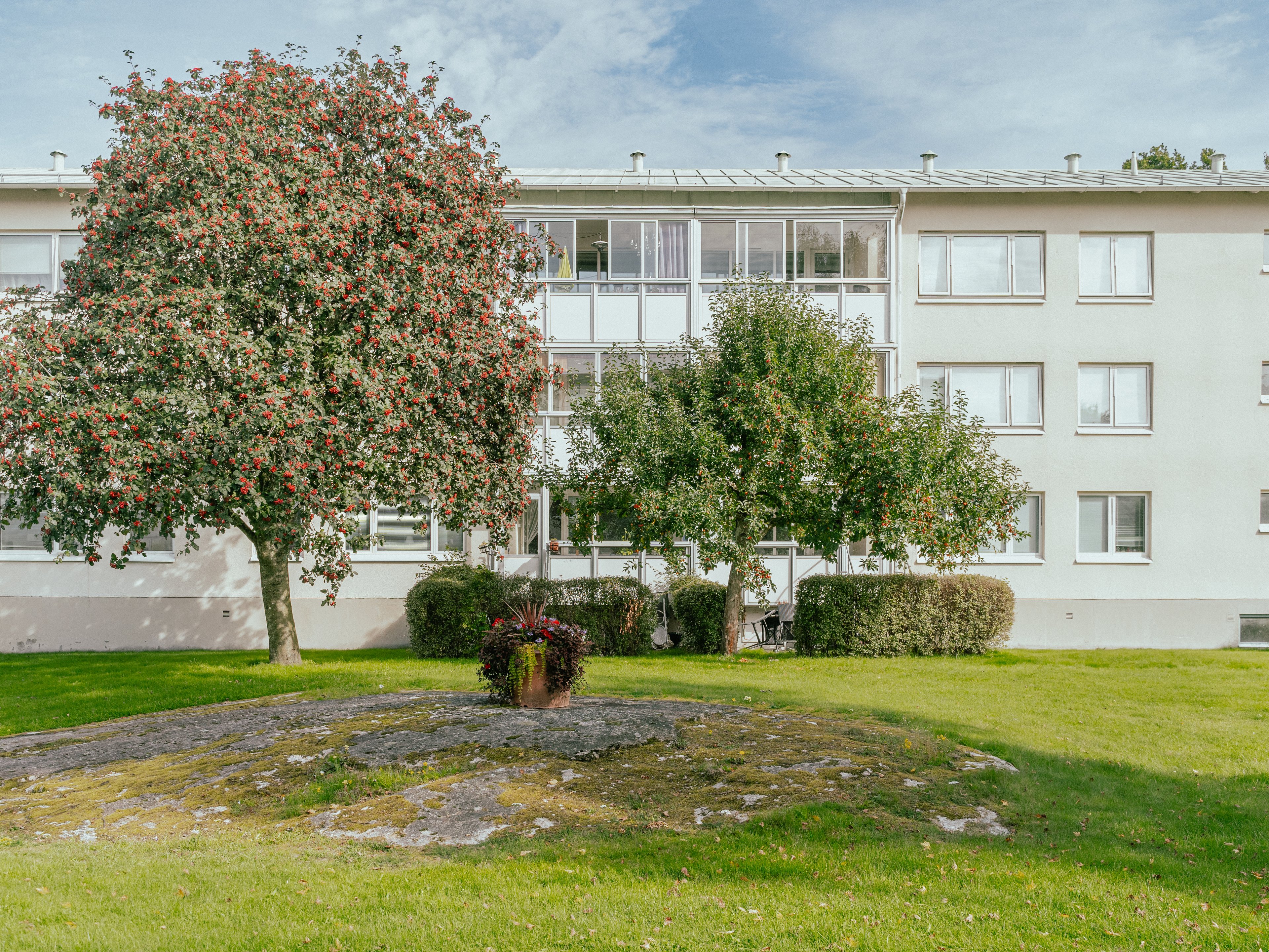 Ett äppelträd framför ett trevåningshus