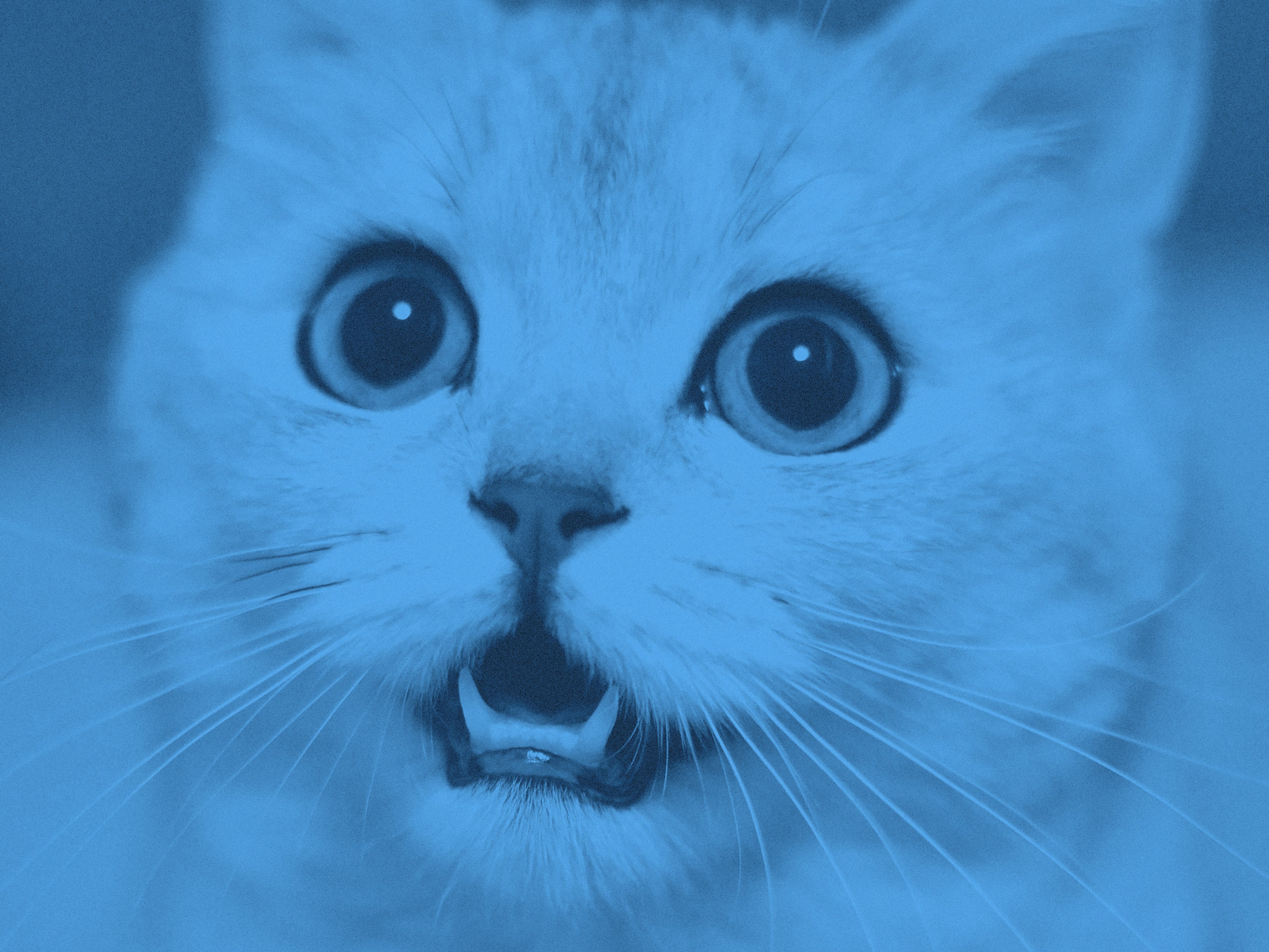 Närbild på en katt