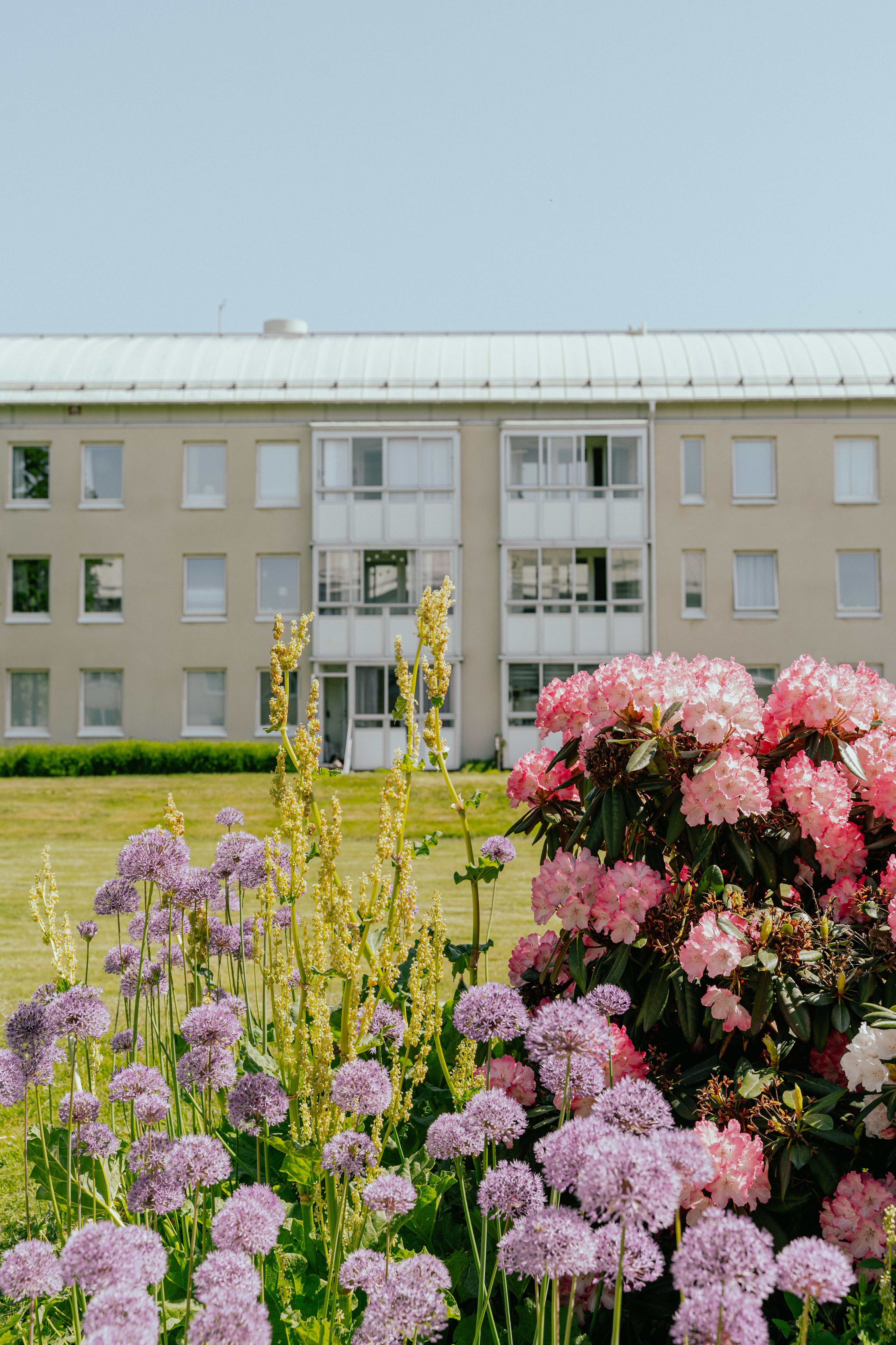 Blommande blommor i en plantering