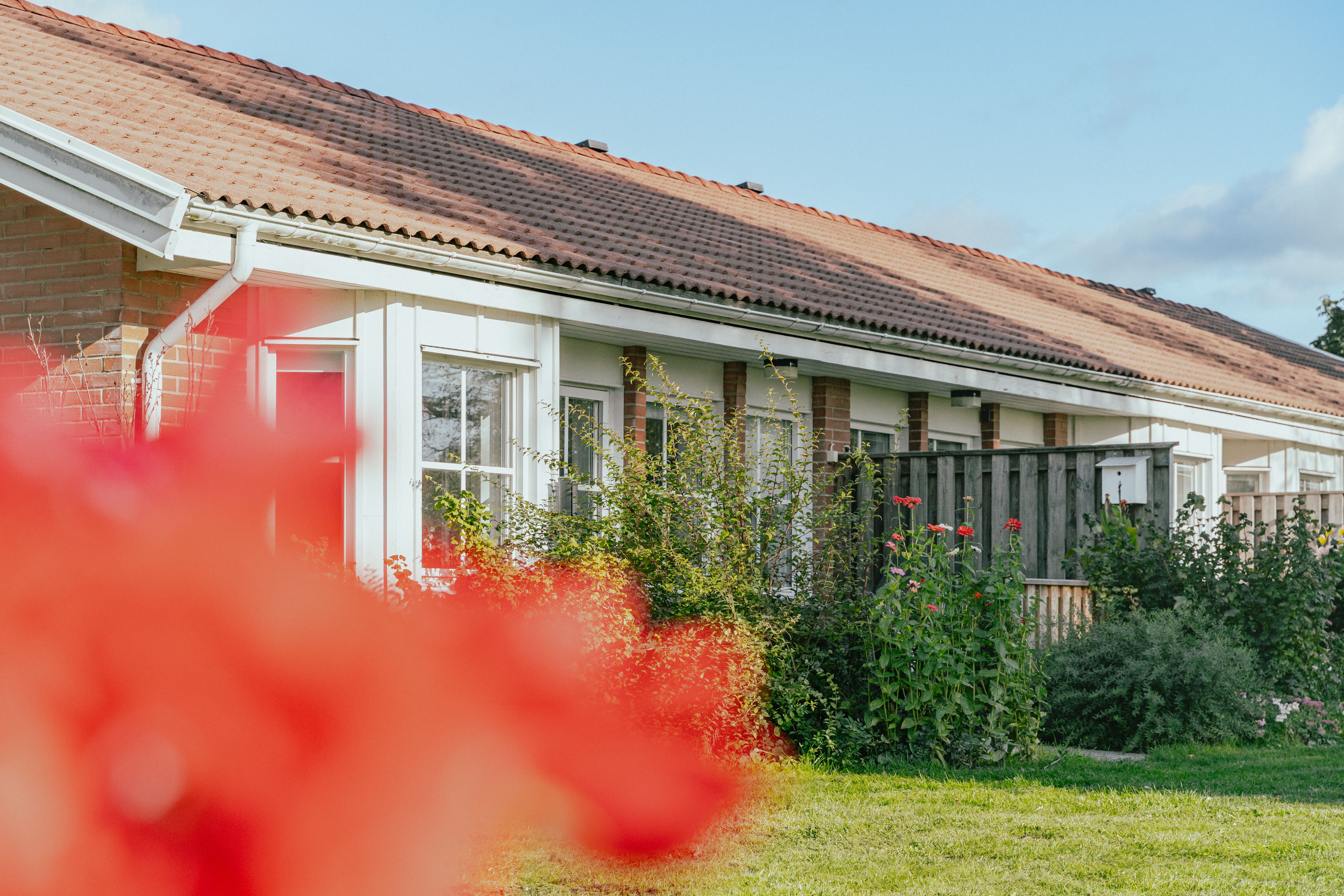 En blomma i oskärpa framför en husfasad