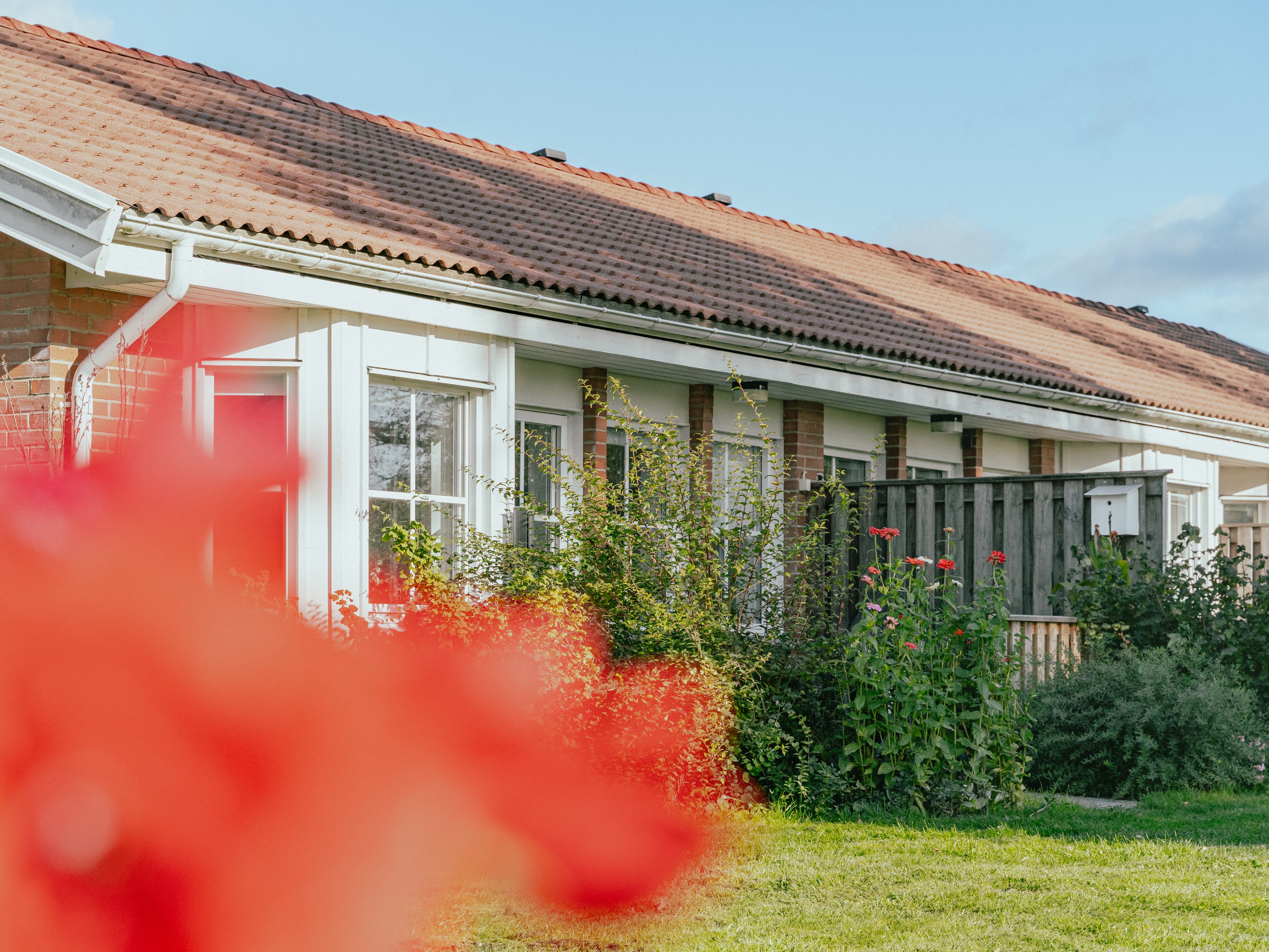 En blomma i oskärpa framför en husfasad