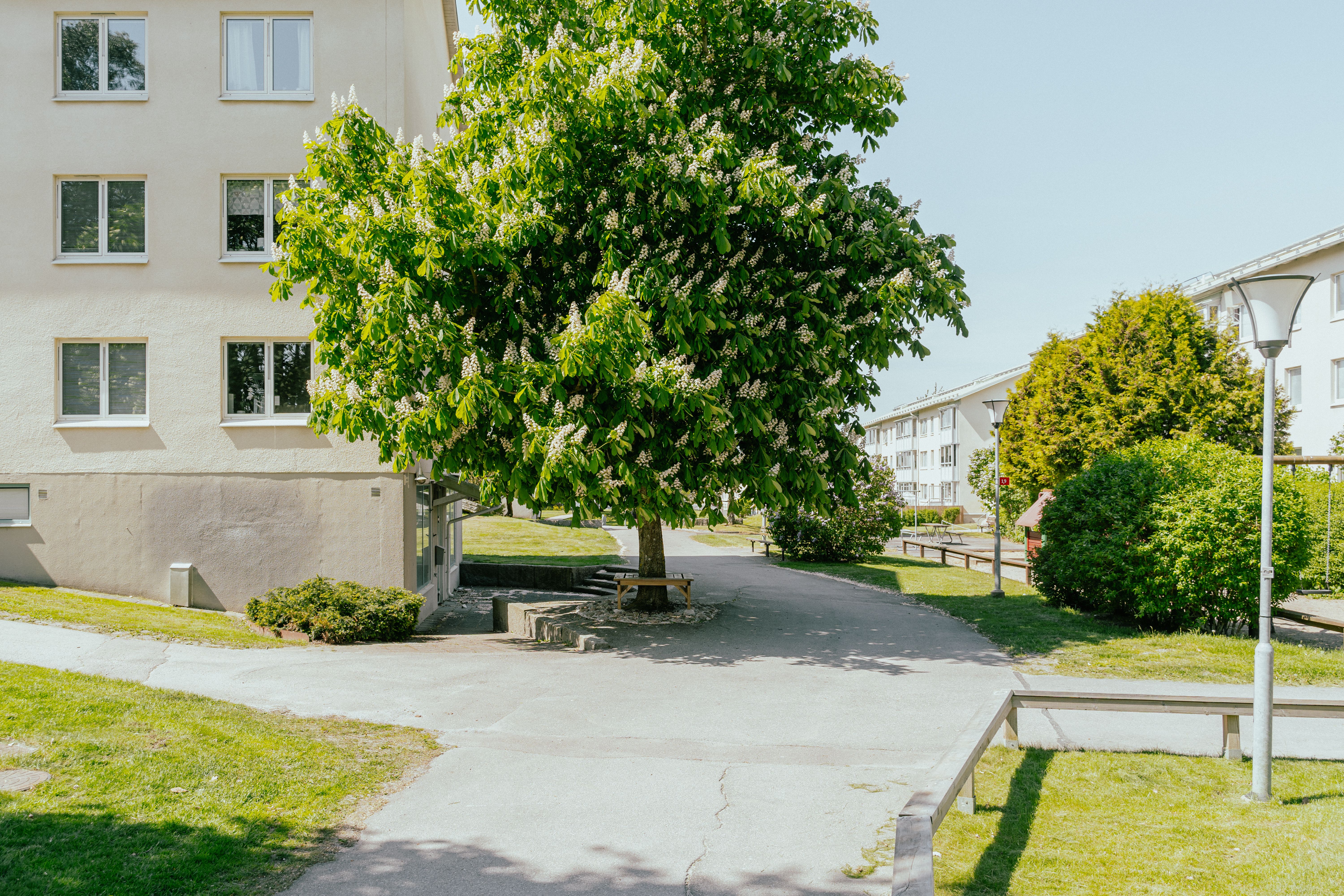 Ett högt och blommande träd bredvid ett trevåningshus