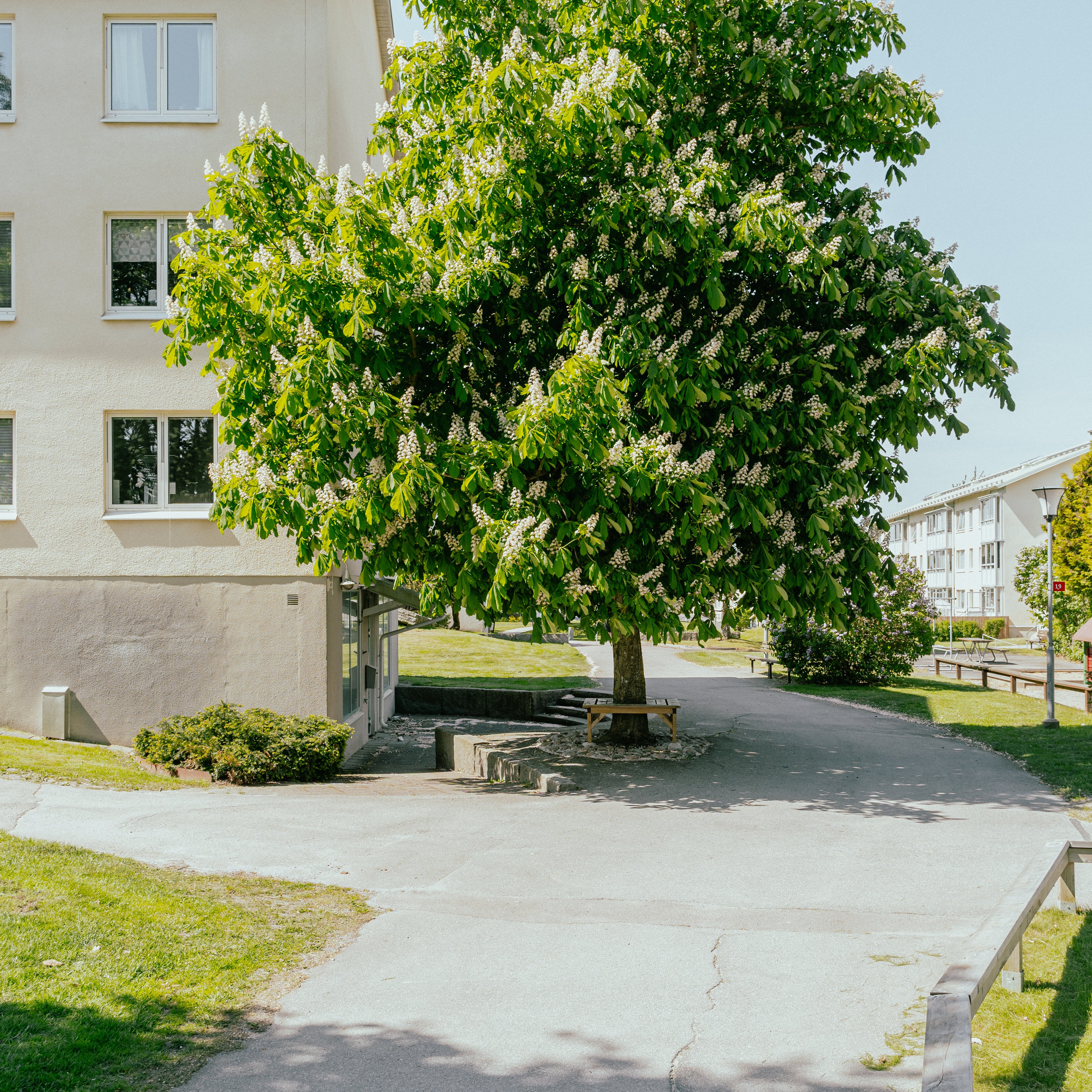 Ett högt och blommande träd bredvid ett trevåningshus
