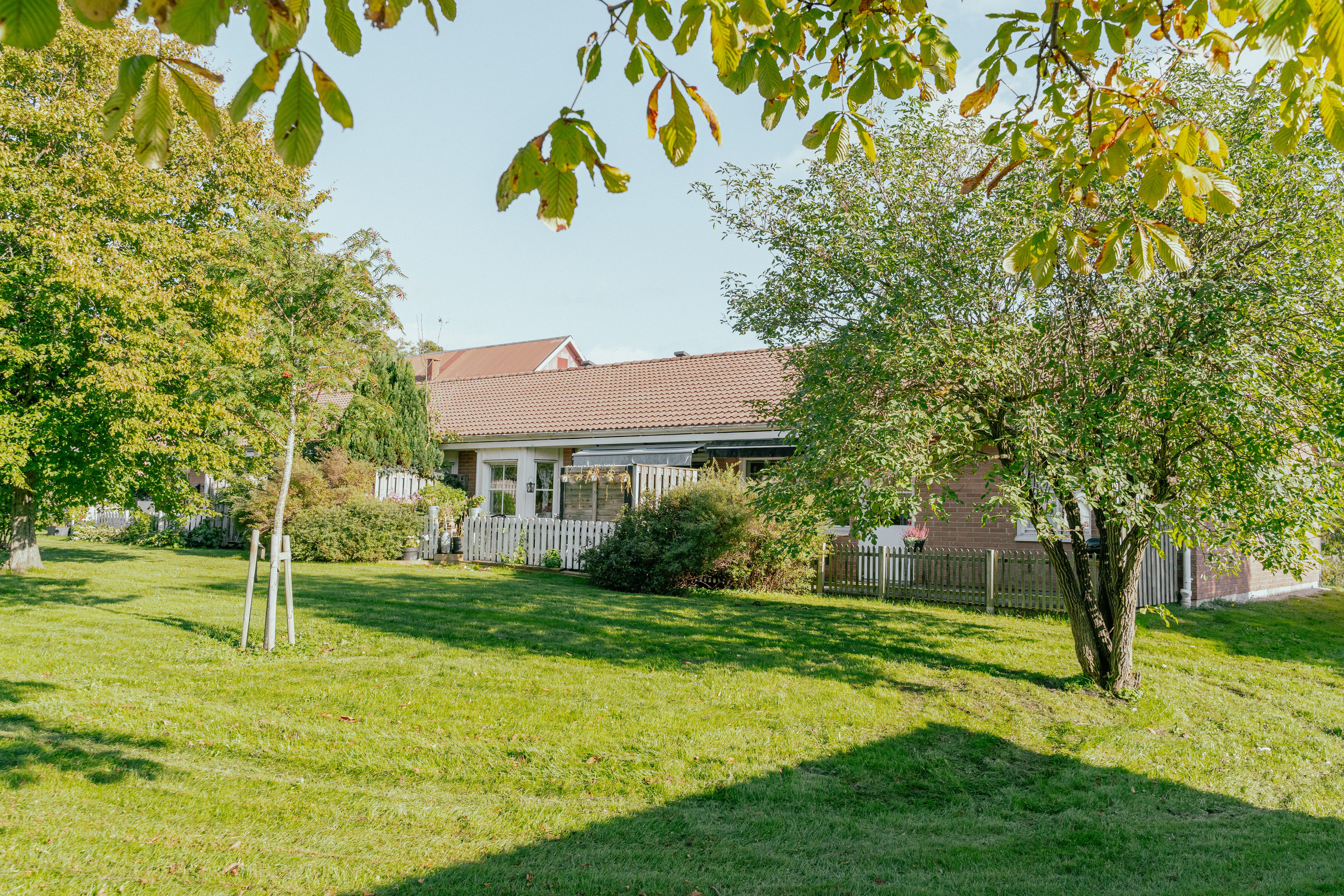 En gräsmatta med träd framför ett enplanshus