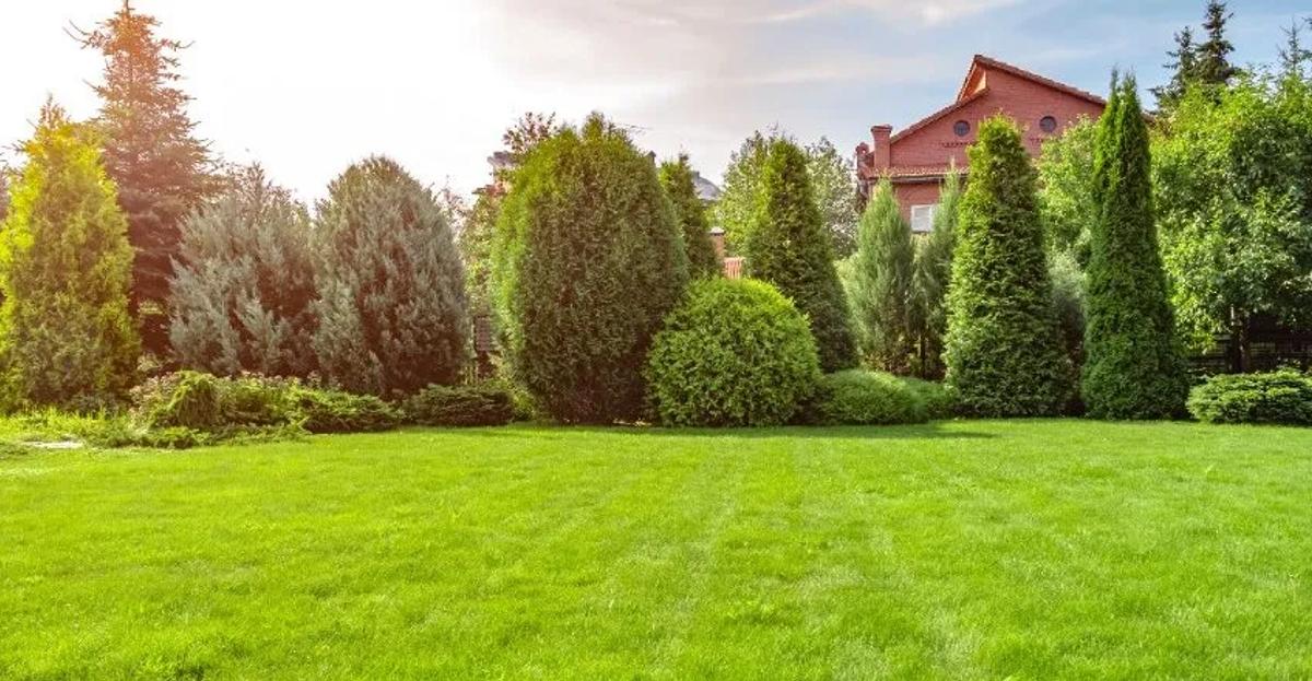 How To Keep Your Lawn Weed-Free!