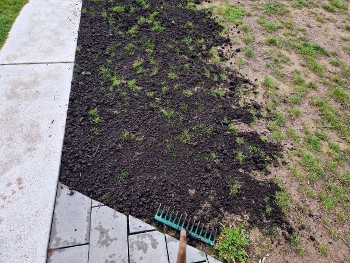 How Often Should You Top Dress Your Lawn? Expert Timing Tips