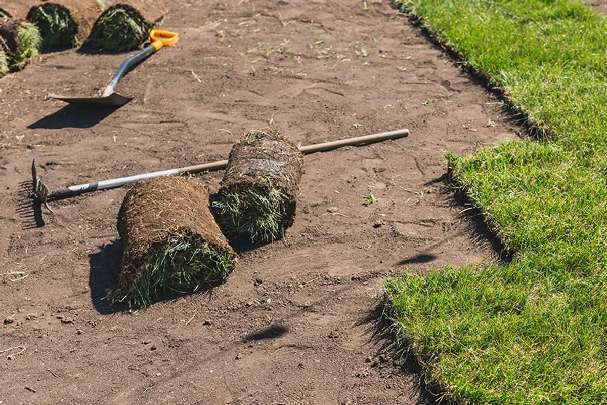 Lawn Renovation