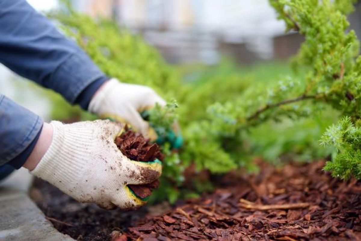 DIY vs. Professional Mulching Services: Pros, Cons, and Cost Comparisons