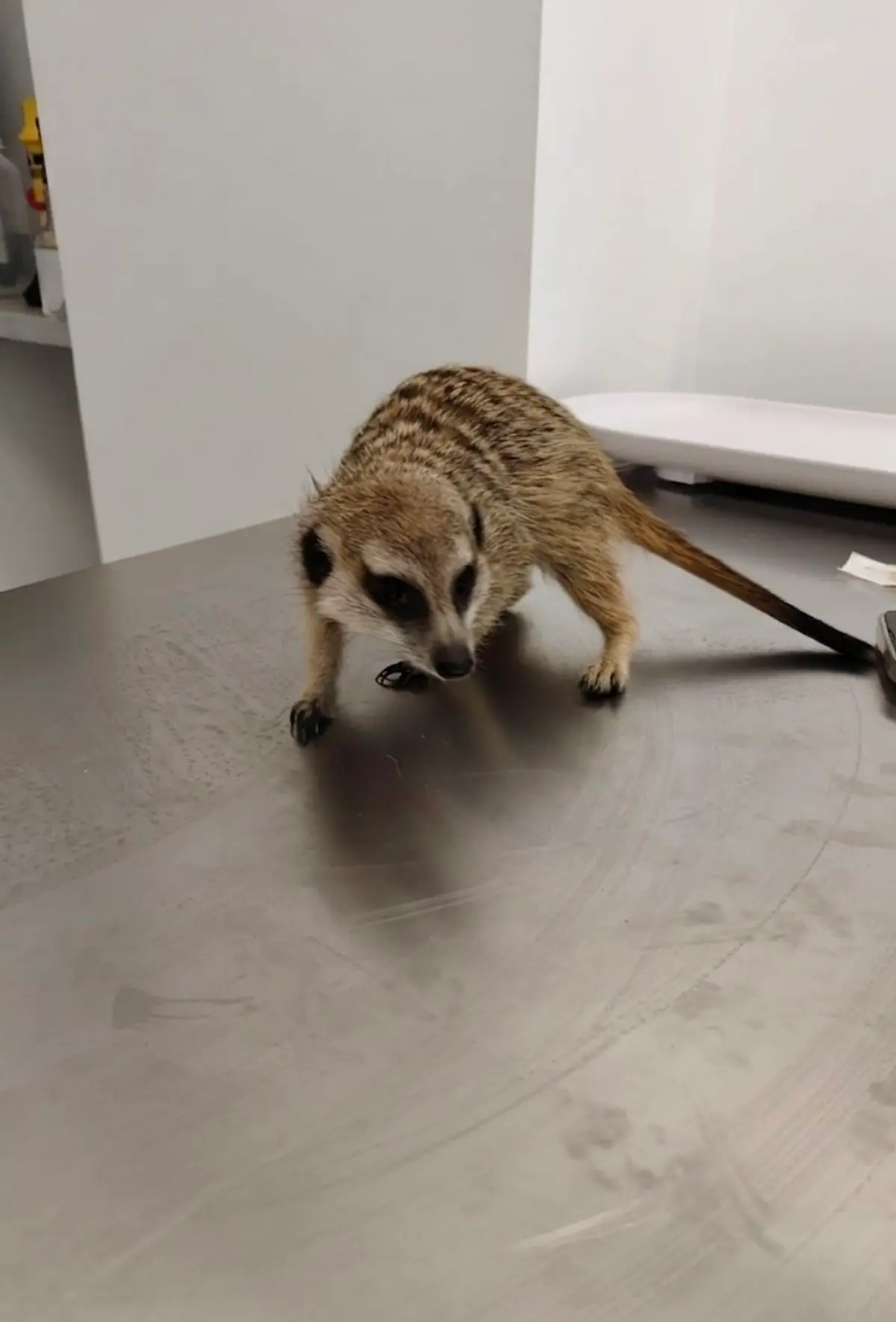 Suricata en mesa de exploración 