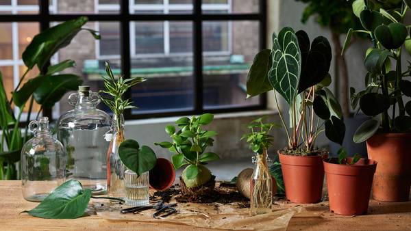 Grønne planter fra Mester Grønn står på rekke og rad på et bord