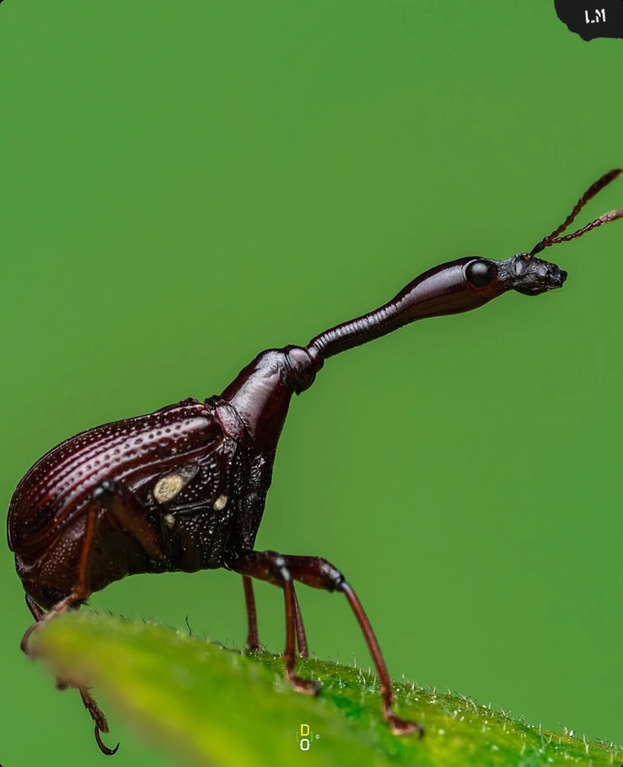 Dara Ojo image