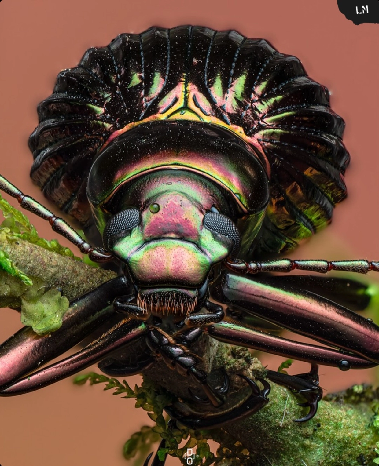 Dara Ojo image