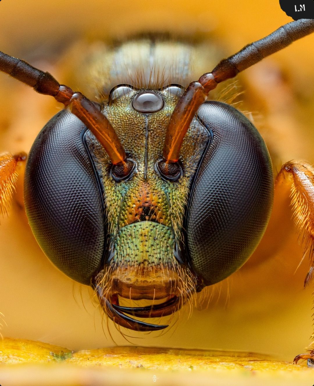 Capturing The Tiny World Beneath Our FeetArticle Image