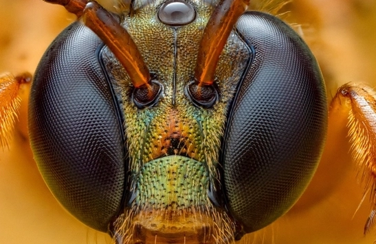 Capturing The Tiny World Beneath Our FeetArticle Image